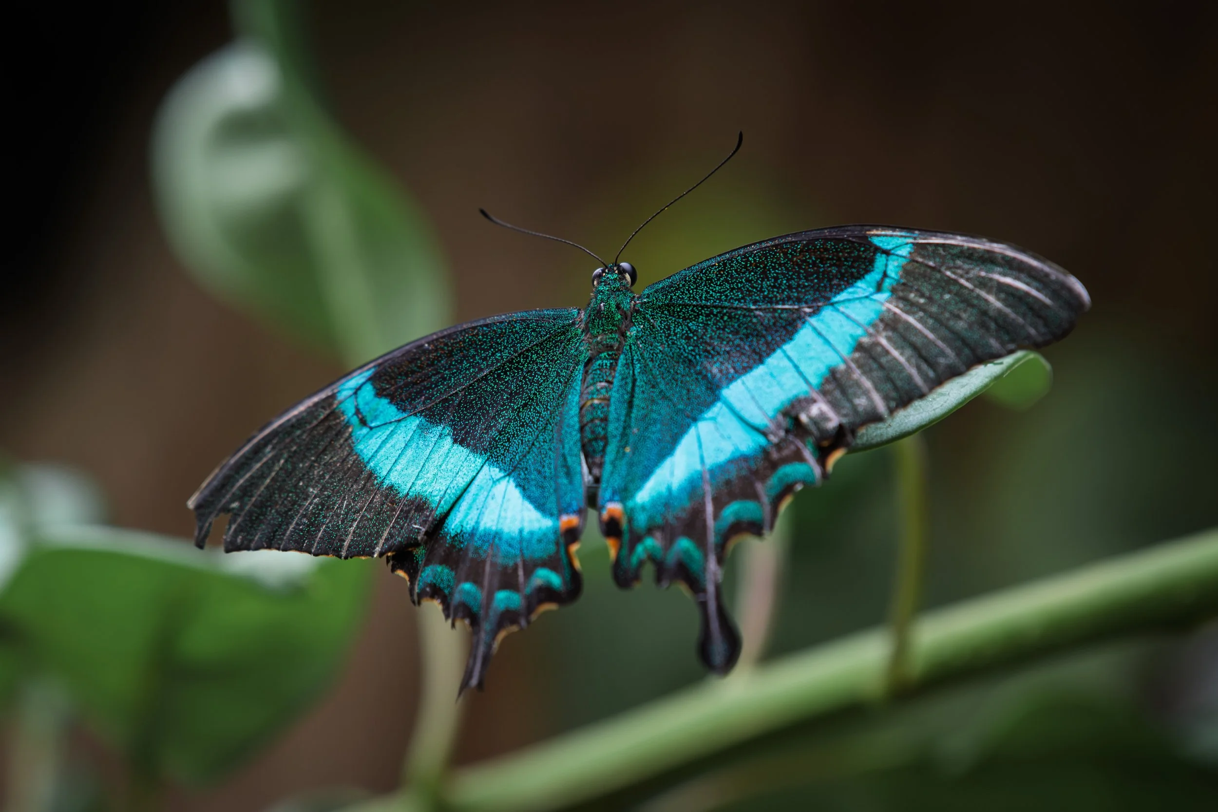 DSC_7079-2.jpg