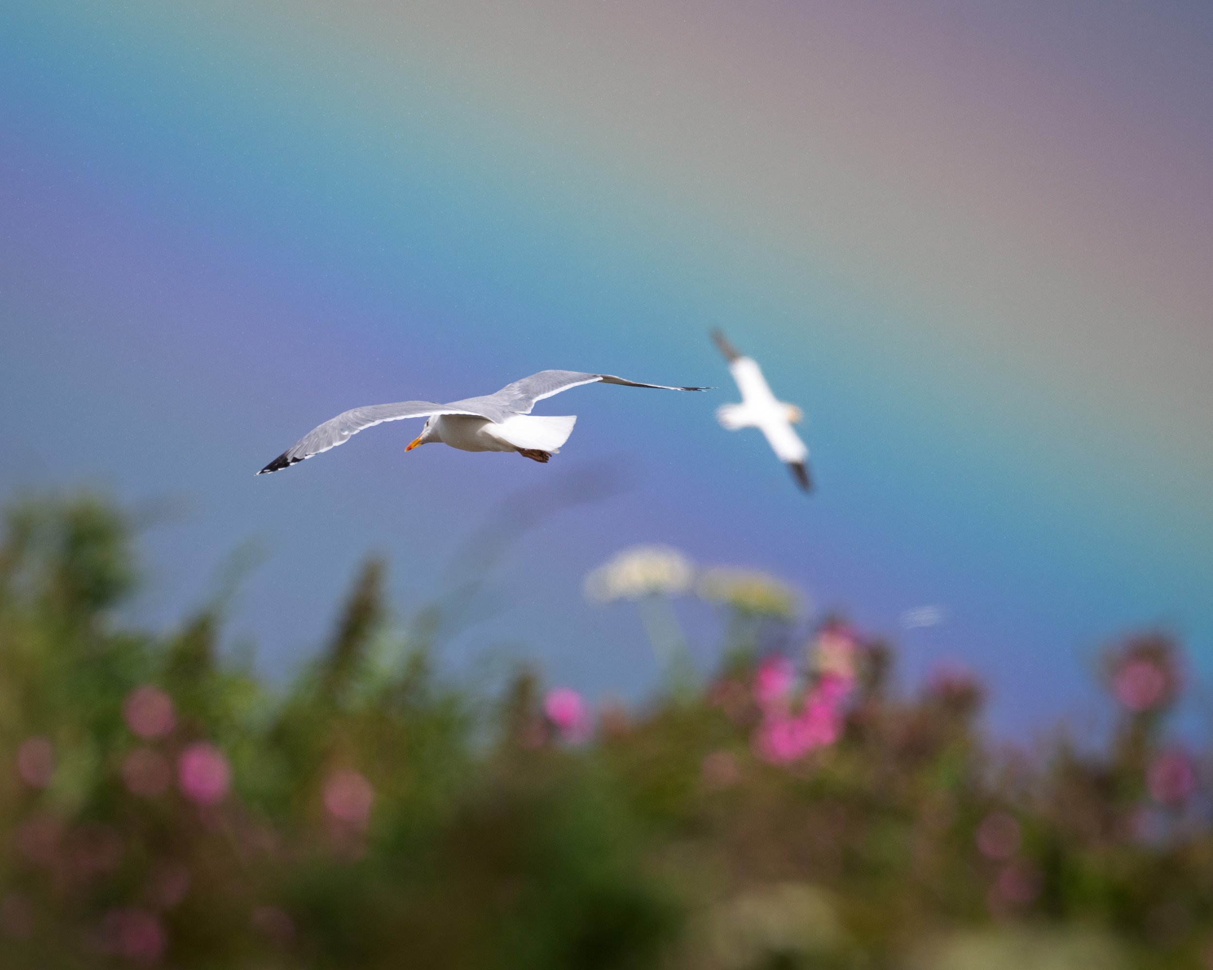 DSC_5968.jpg