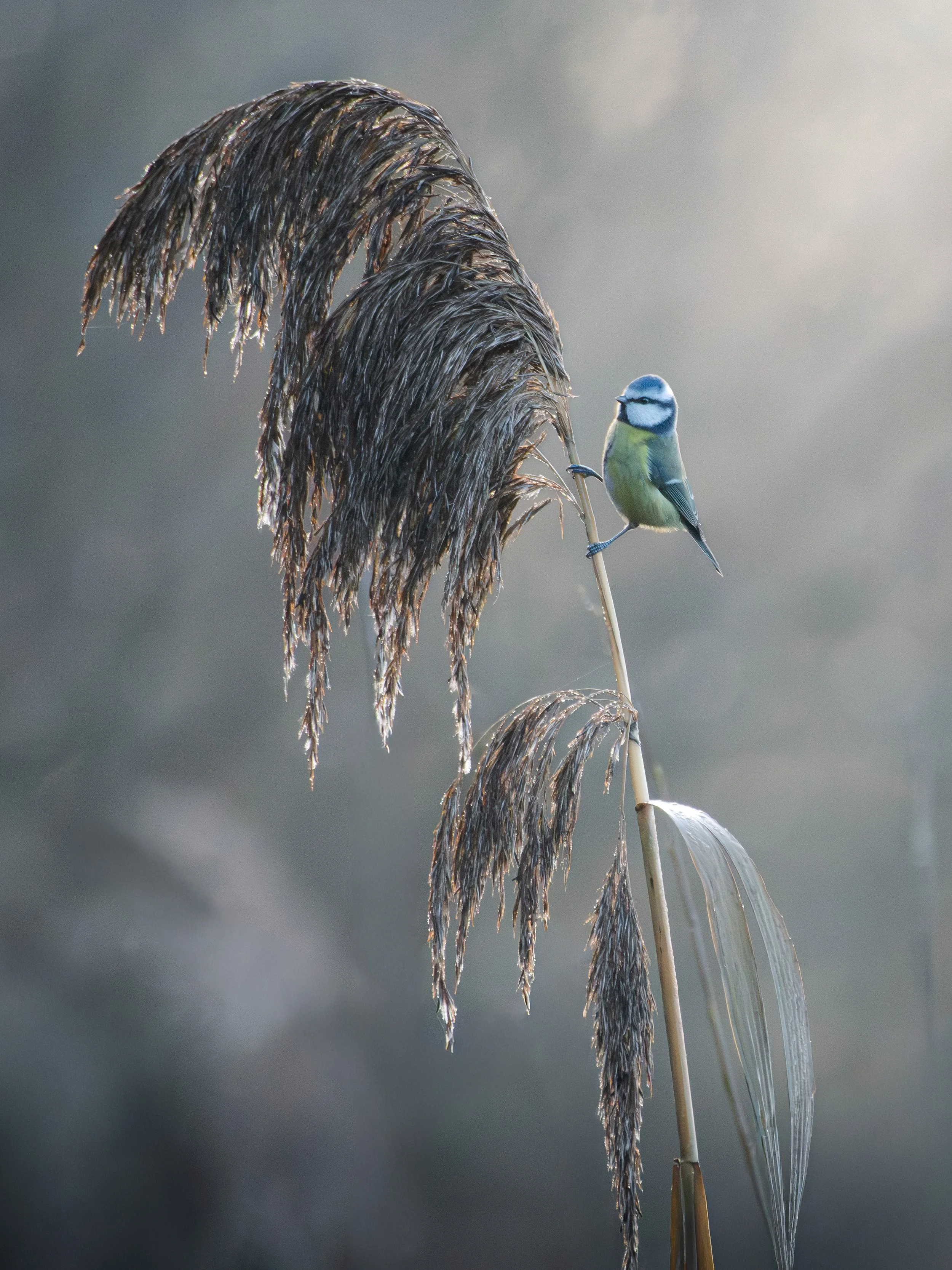 Blue Tit, Pennington Flash, Merseryside
