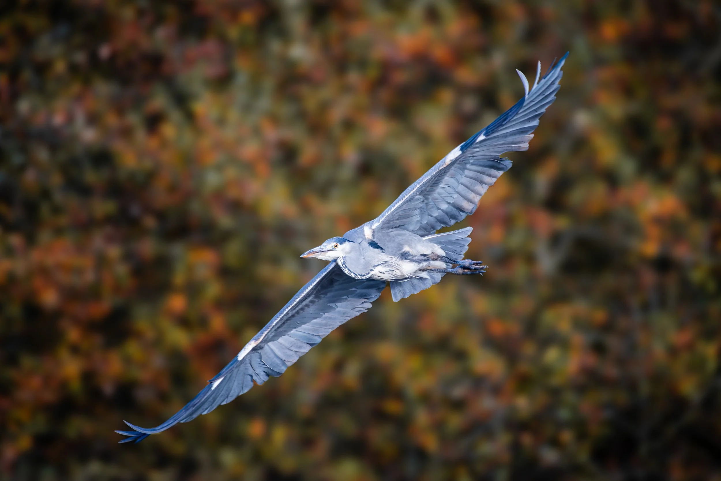 DSC_8708-2.jpg