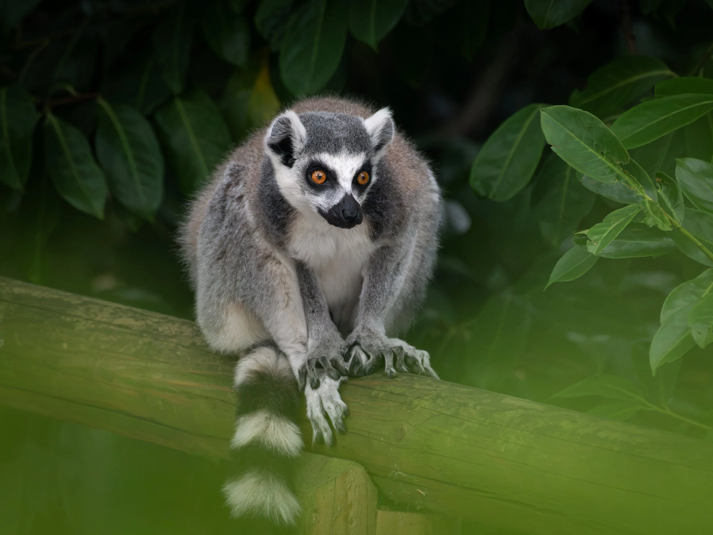 DSC_6965.jpg