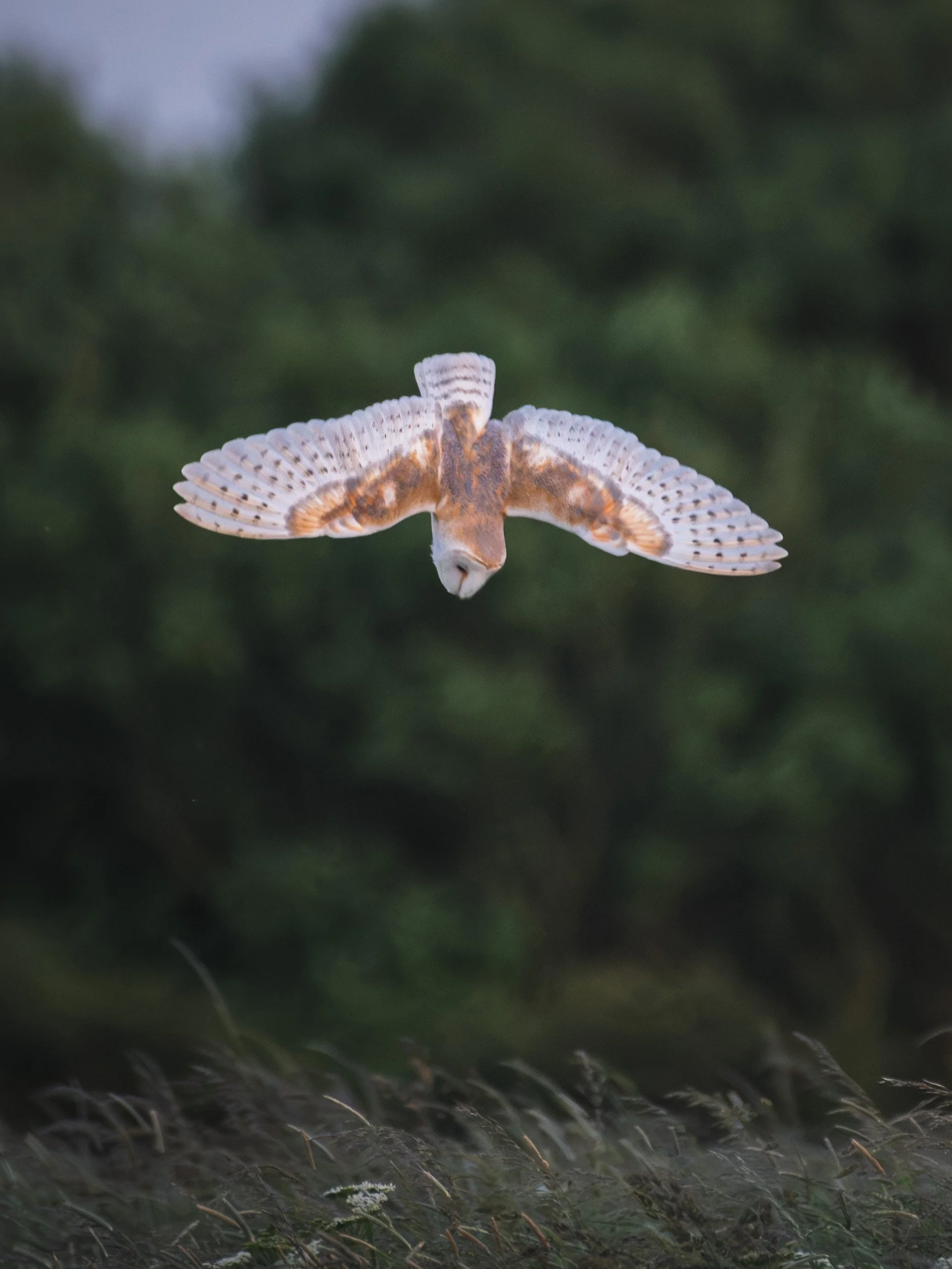 DSC_5113.jpg