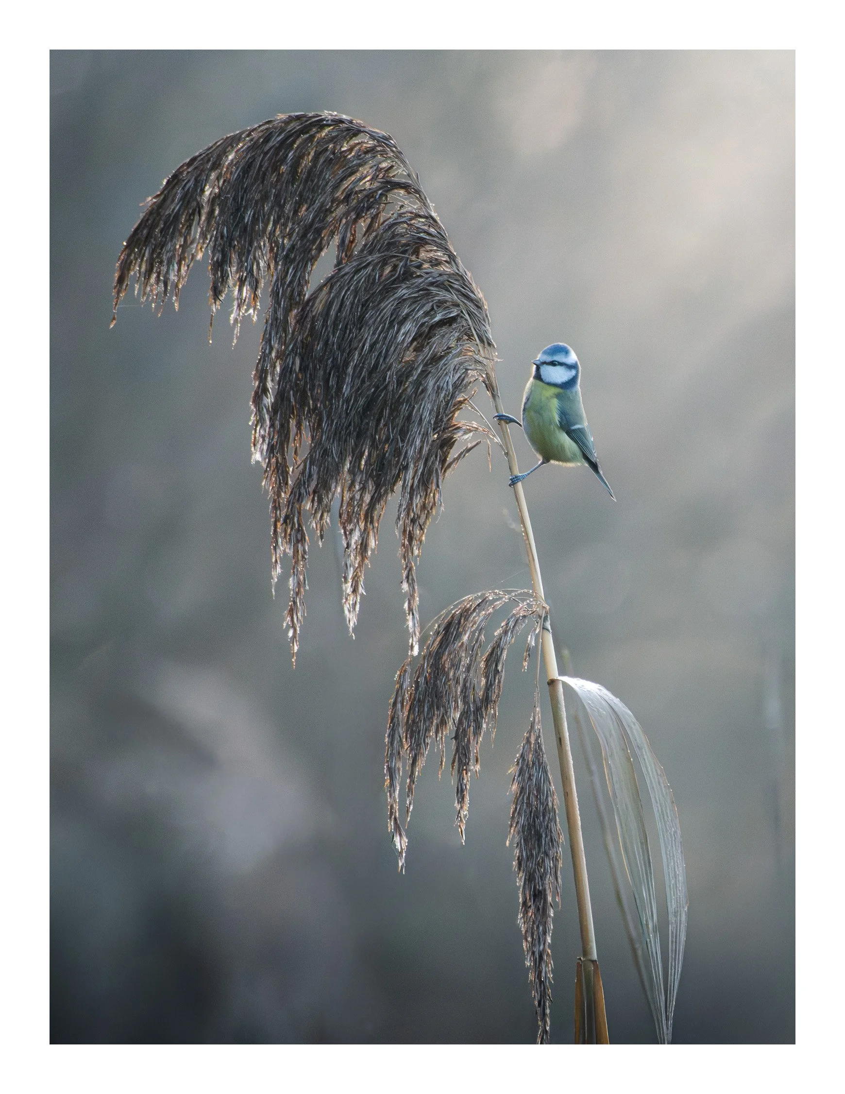 A small blue and yellow bird perched on a tall, dried, brown reed against a blurred gray background.