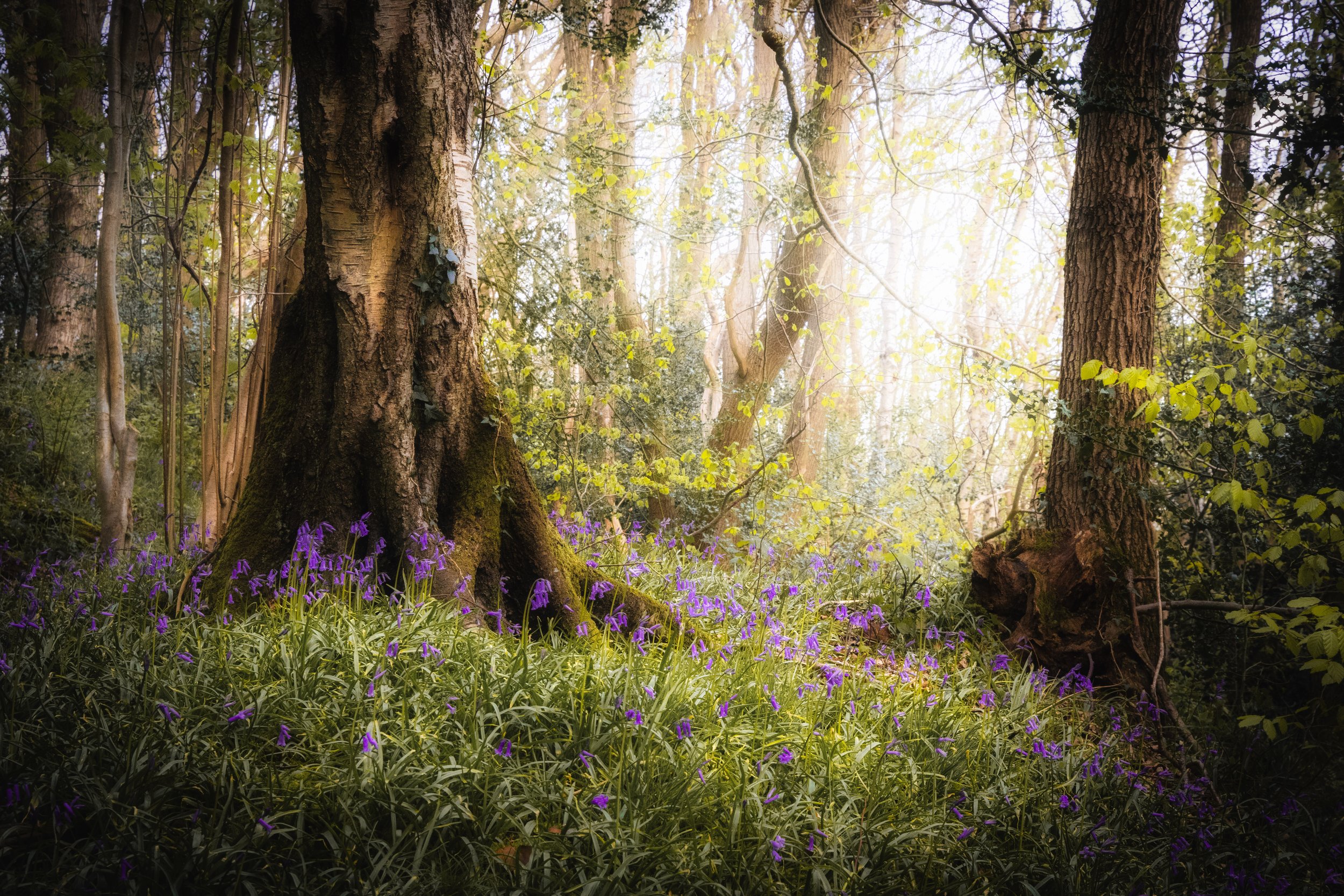 Bluebells Mystical-2.jpg