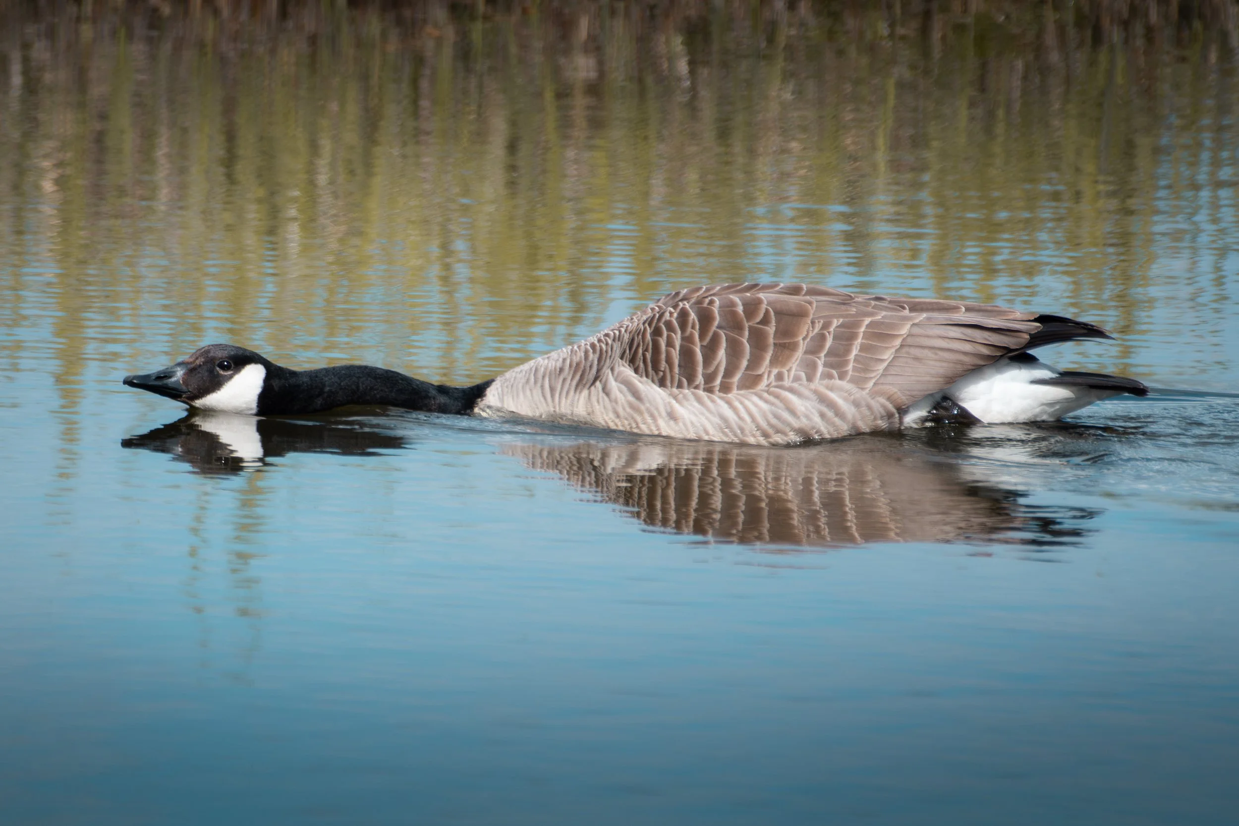 DSC_3273-1.jpg