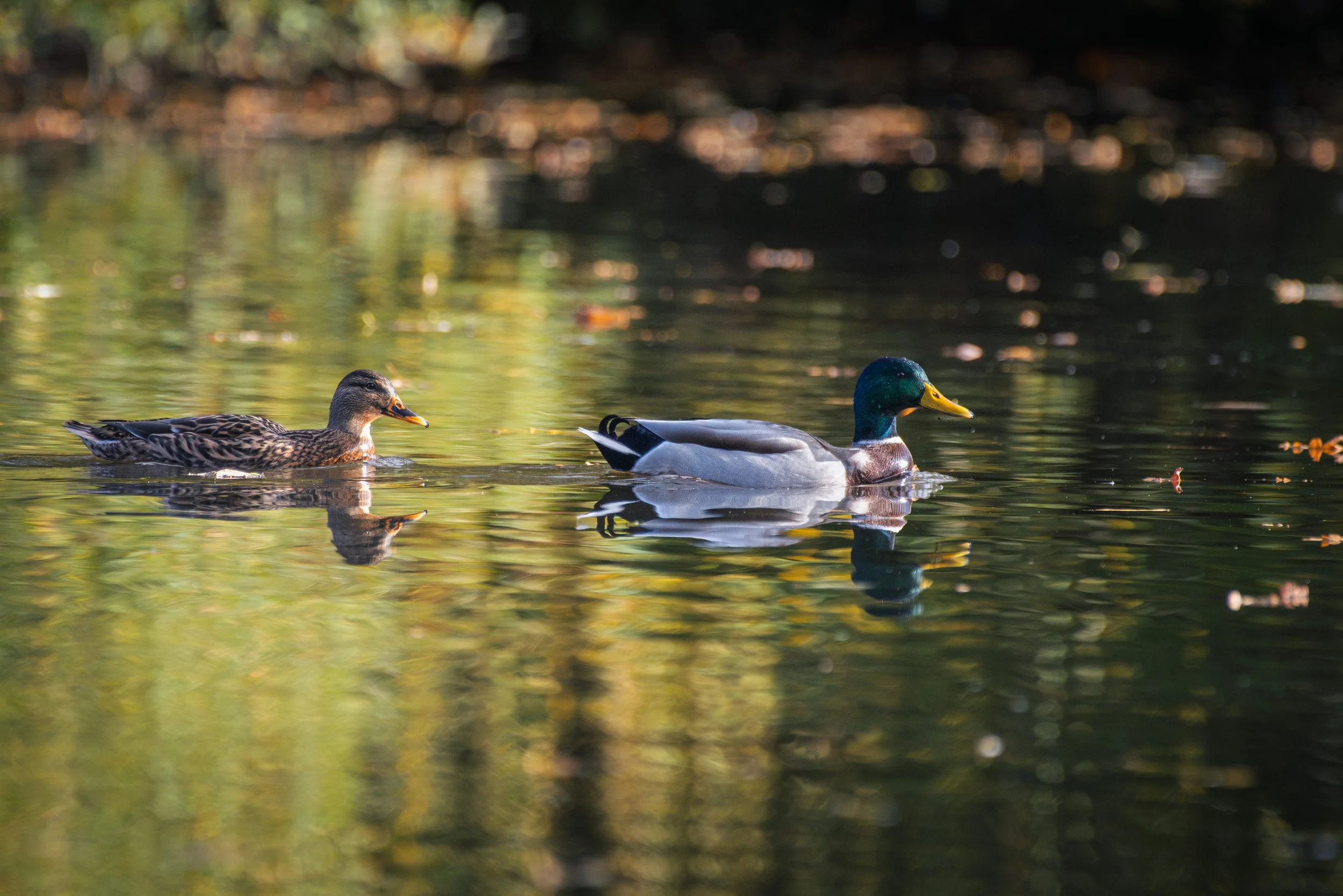 DSC_8732-2.jpg