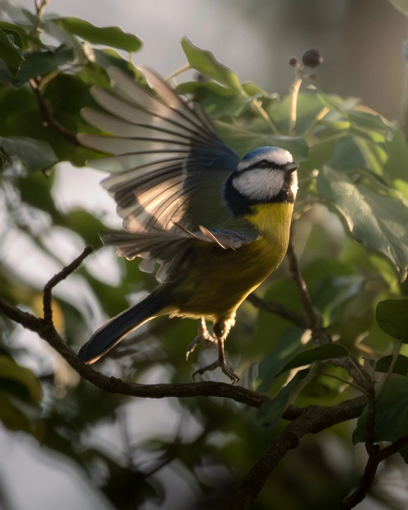 BlueTitOrton.jpg