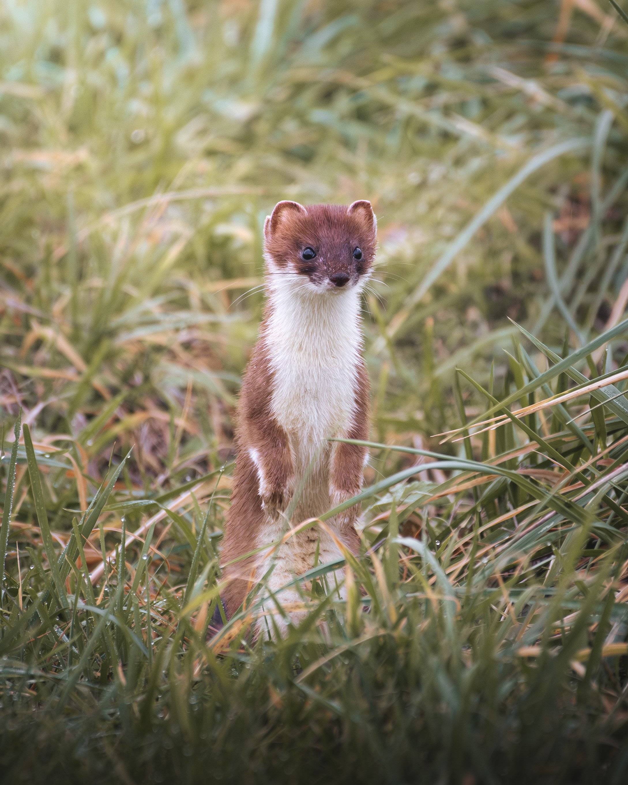 DSC_9117-2.jpg