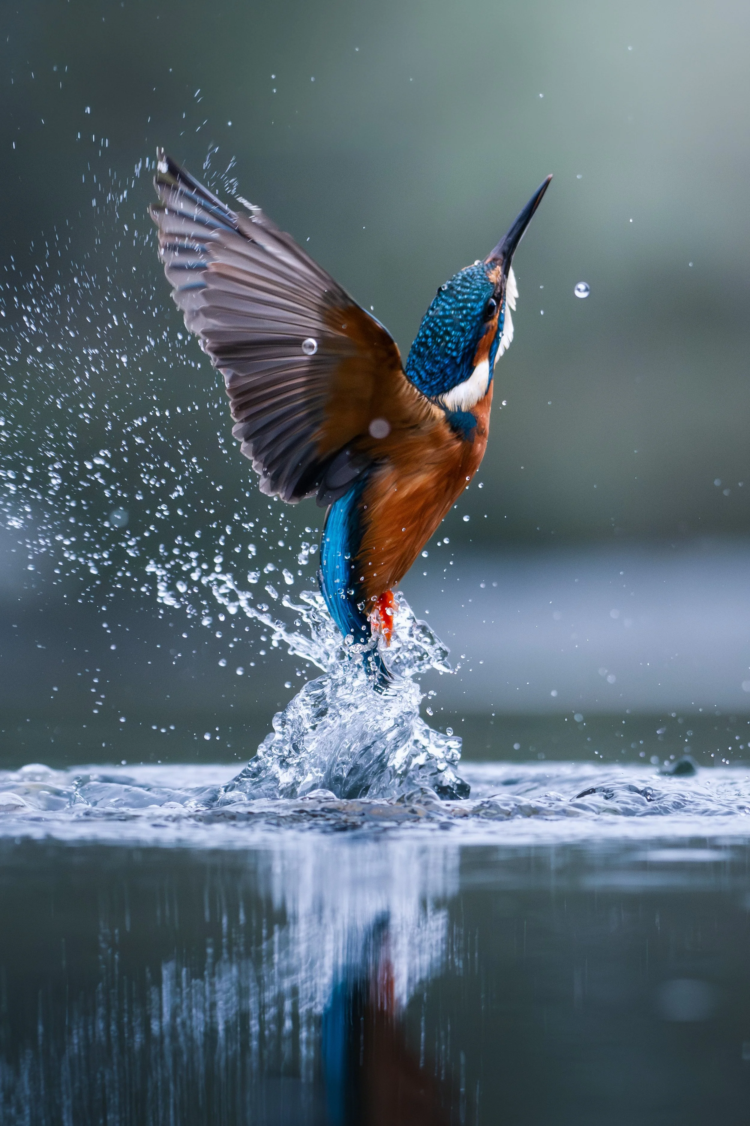 KingfisherFinalComplete2.jpg