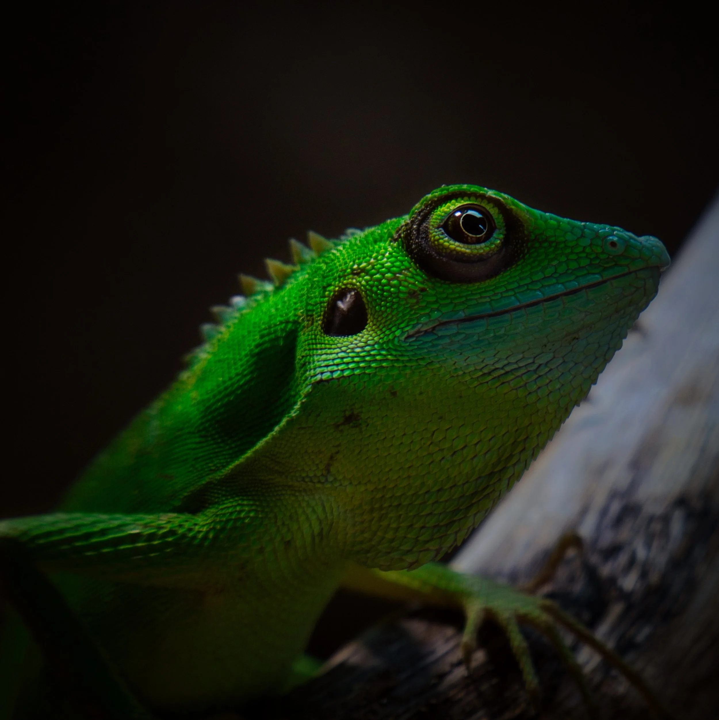 DSC_2689.jpeg