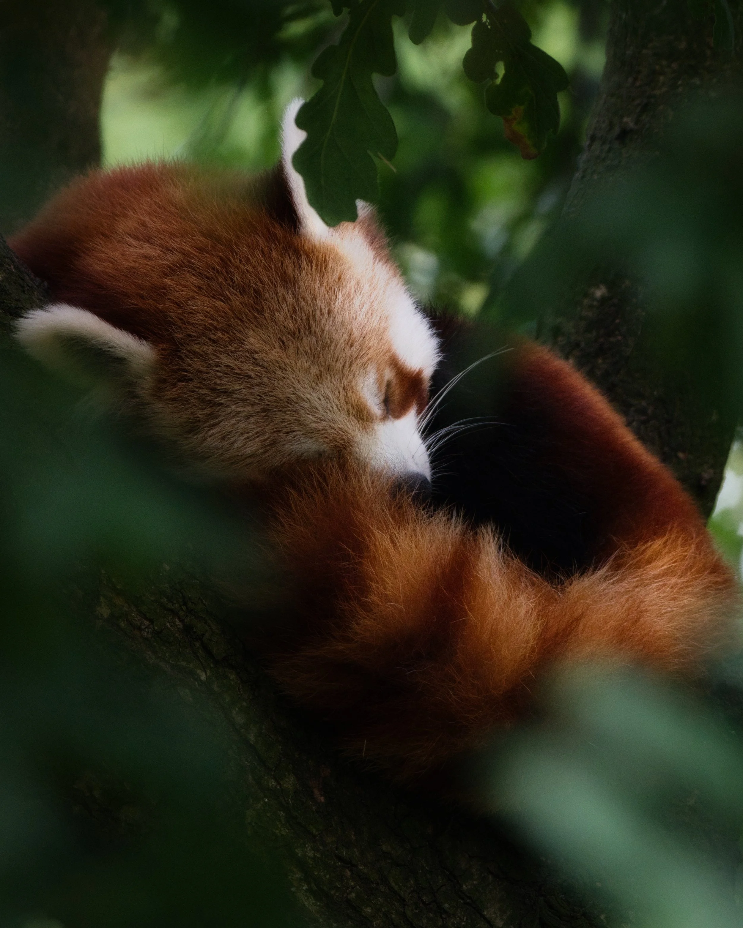 DSC_2949.jpeg