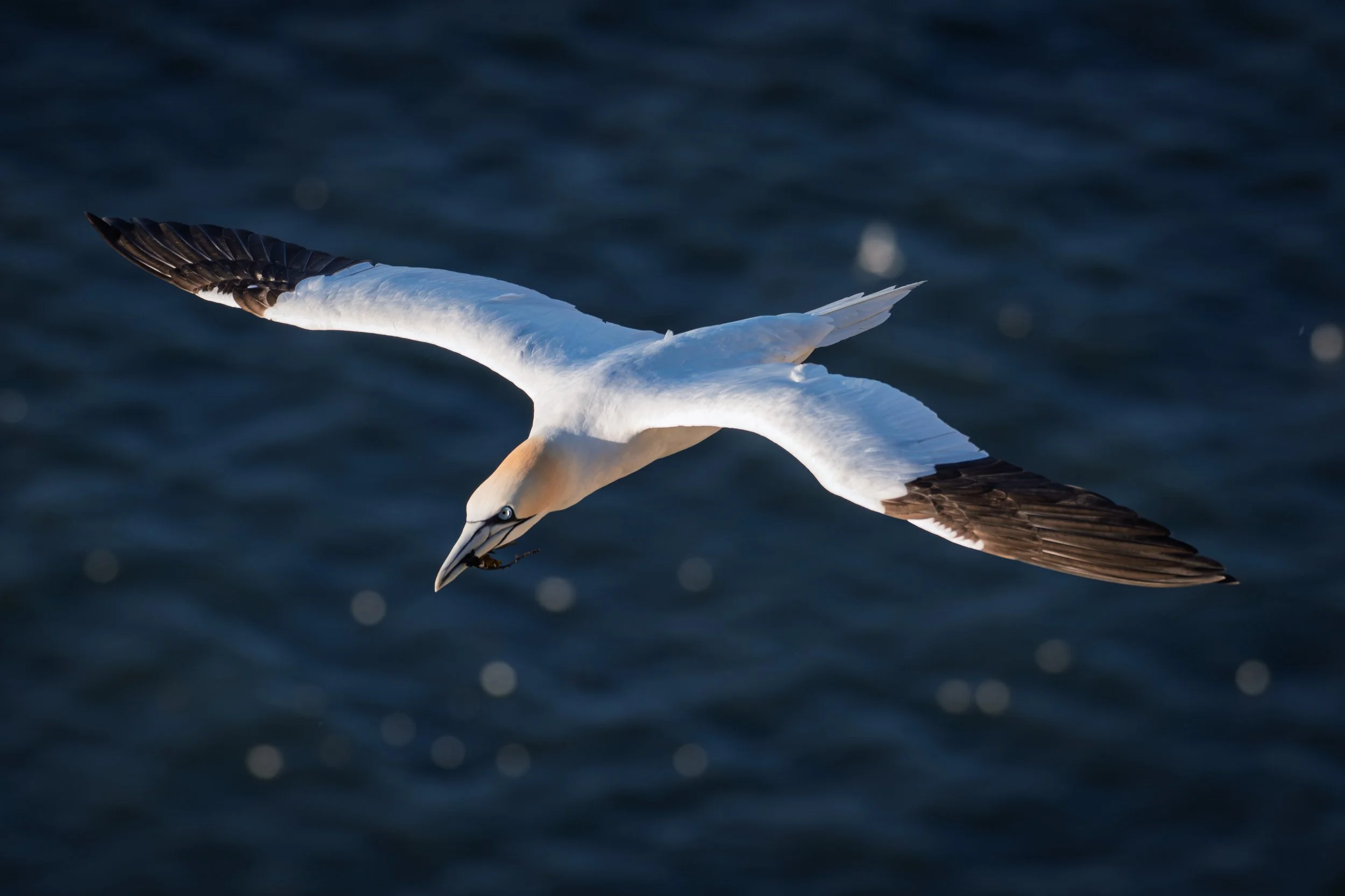 DSC_4296-2.jpg