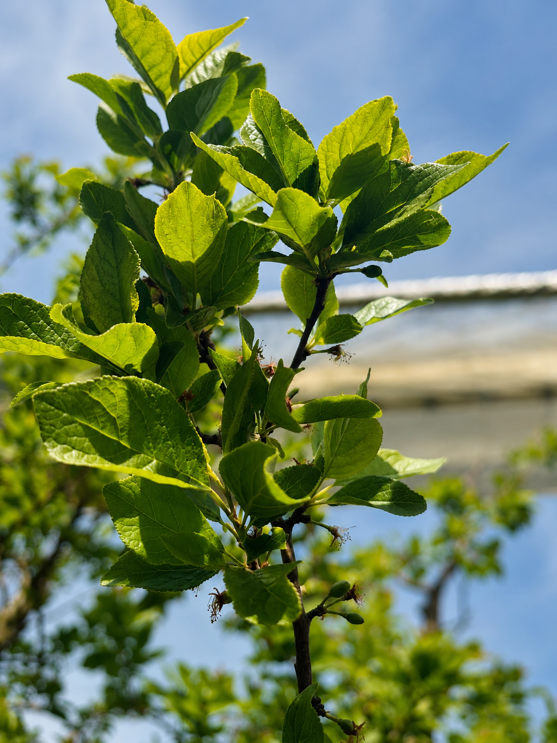 Grüne Blätter an einem Ast vor blauem Himmel.