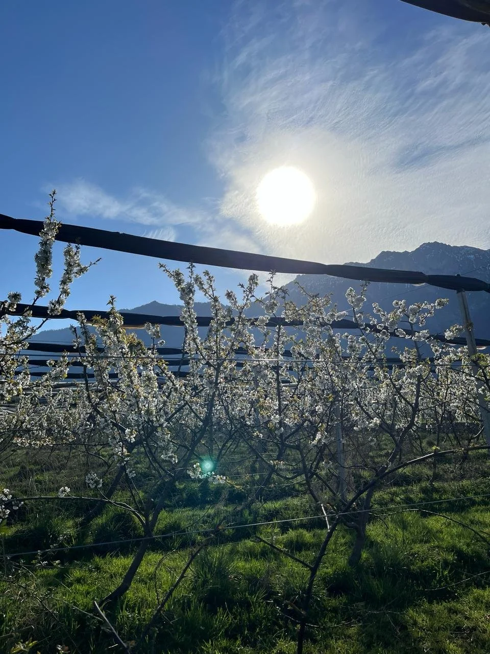 Blühende Obstbäume in einem Weinberg bei Sonnenlicht mit Berg im Hintergrund.