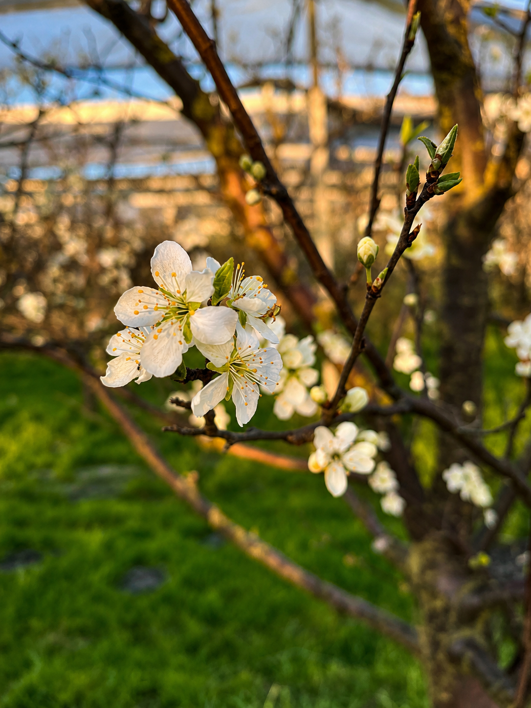 Weiß blühender Obstbaumzweig im Frühlingsgarten bei Sonnenuntergang mit grünem Rasen im Hintergrund.