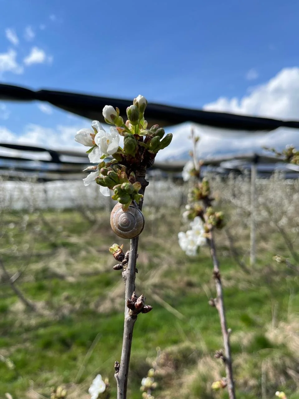 Weiße Blüten am Zweig einer Fruchtbaum, darunter eine kleine Schneckenhülse, im Hintergrund sind weitere Zweige mit Blüten und ein blauer Himmel mit Wolken.