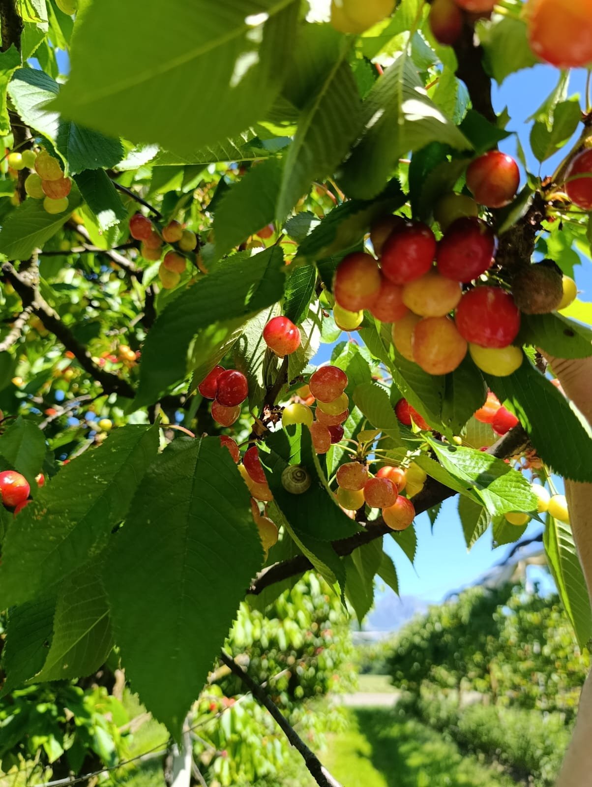 Kirschen an einem Baum im Sonnenschein, grüne Blätter, blauer Himmel im Hintergrund.