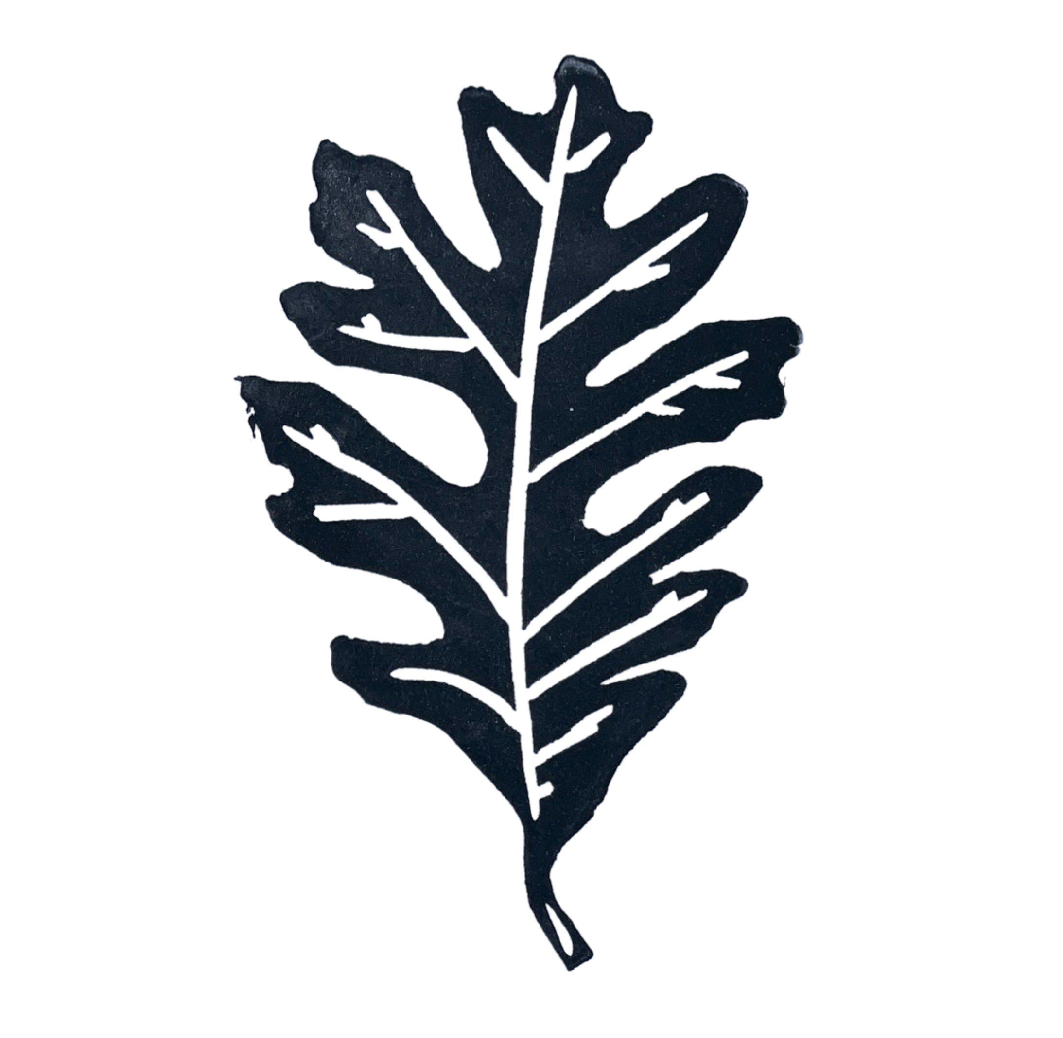 White Oak Leaf 2