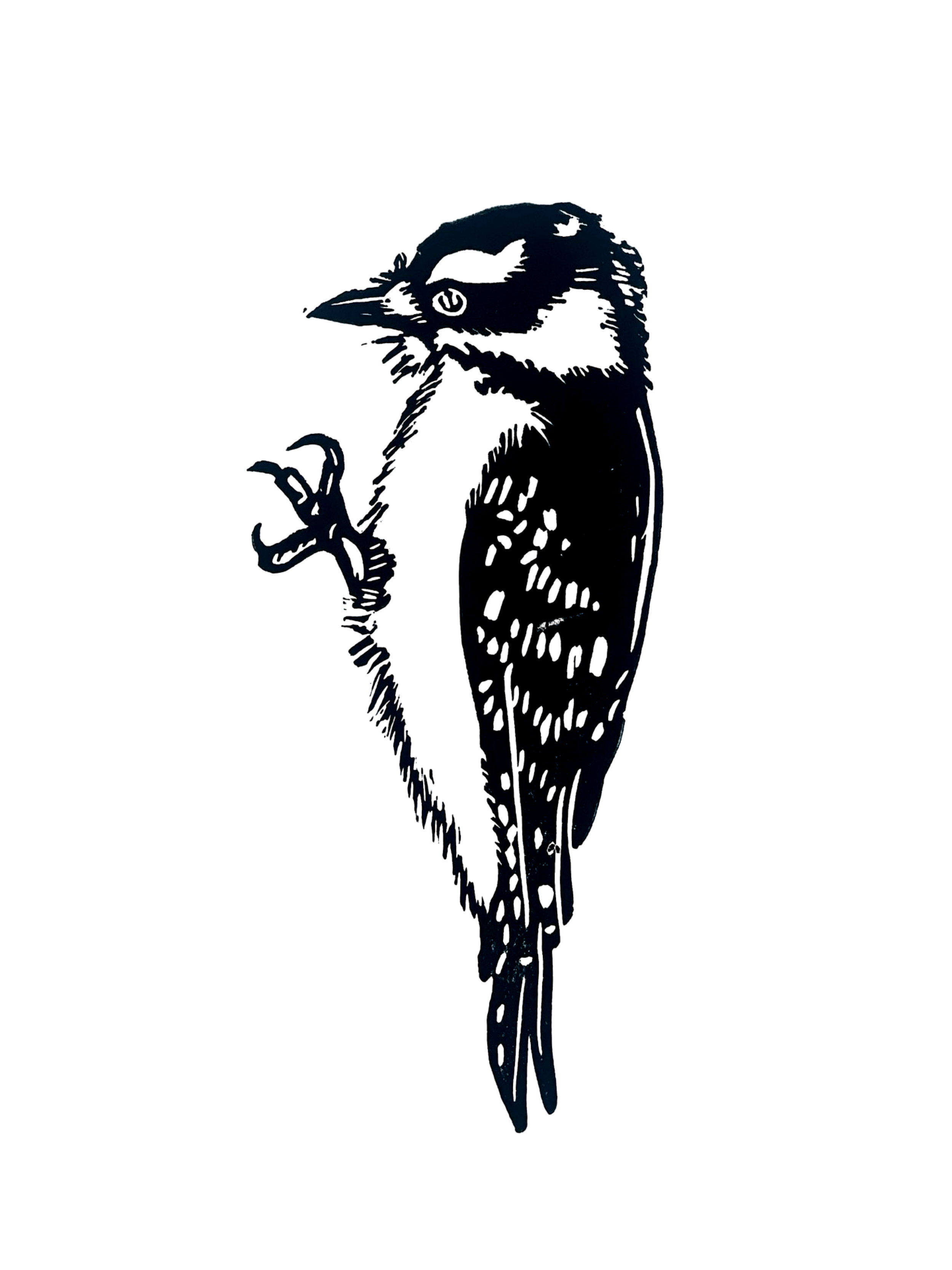 Downey Woodpecker
