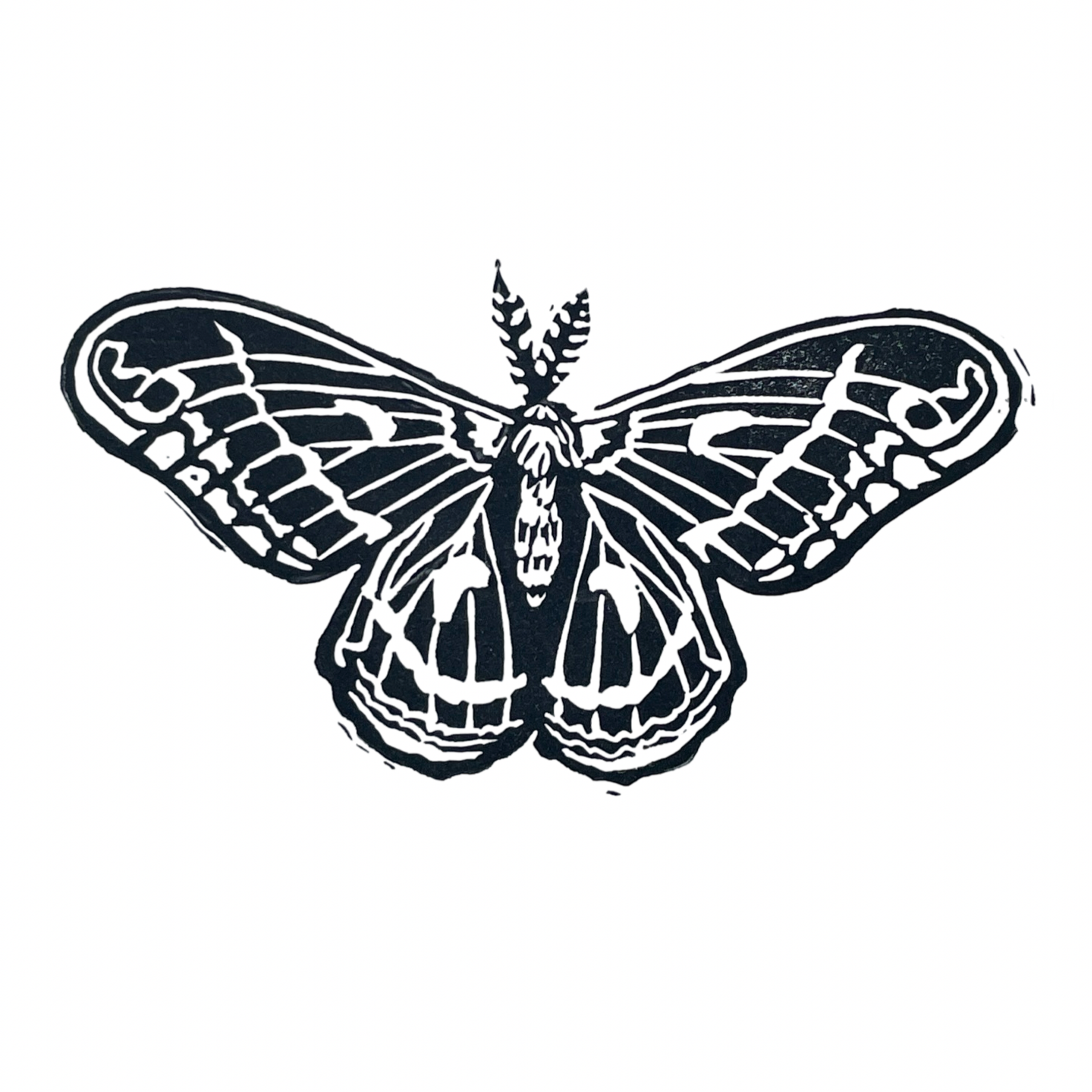 Cecropia Moth