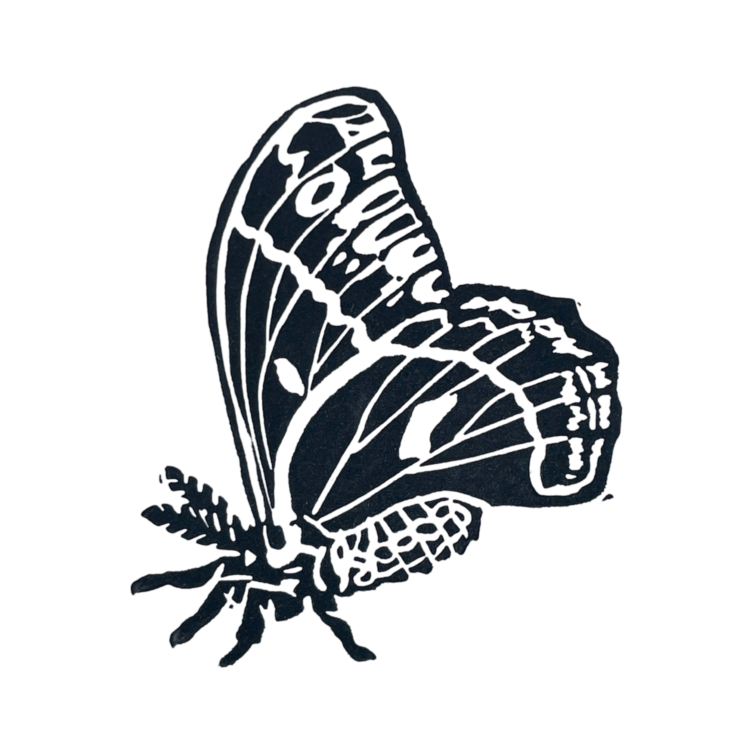 Cecropia Moth Profile