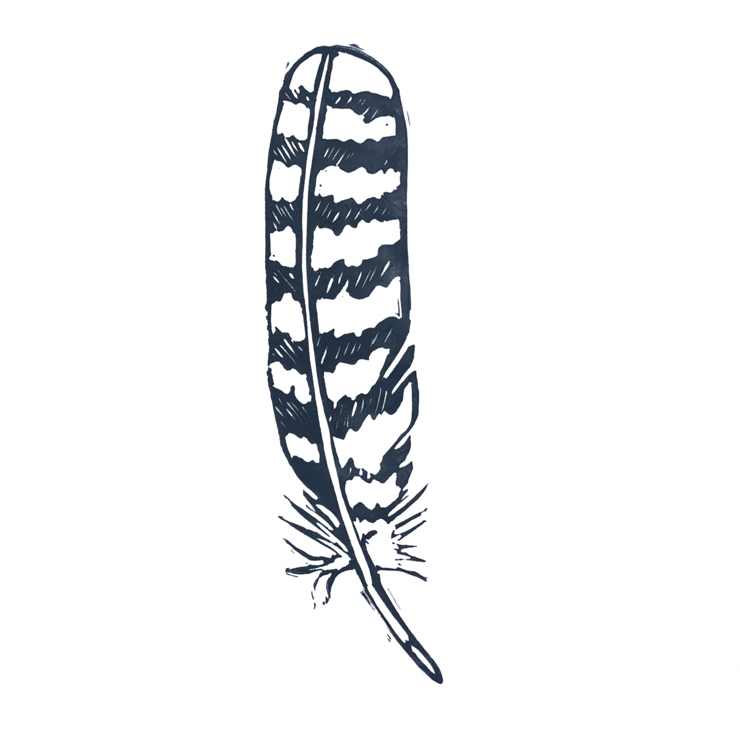 Cooper's Hawk Feather