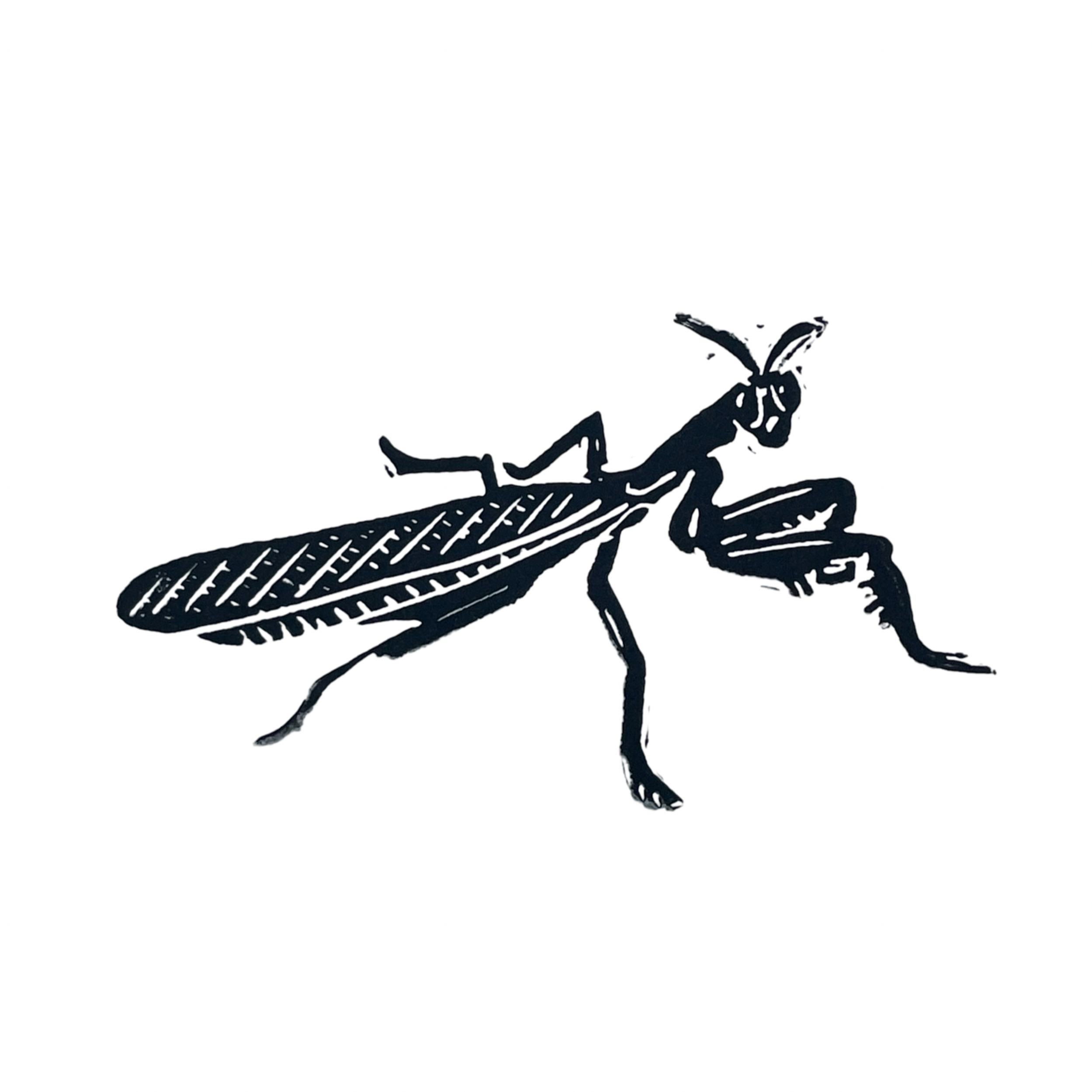 Carolina Mantis