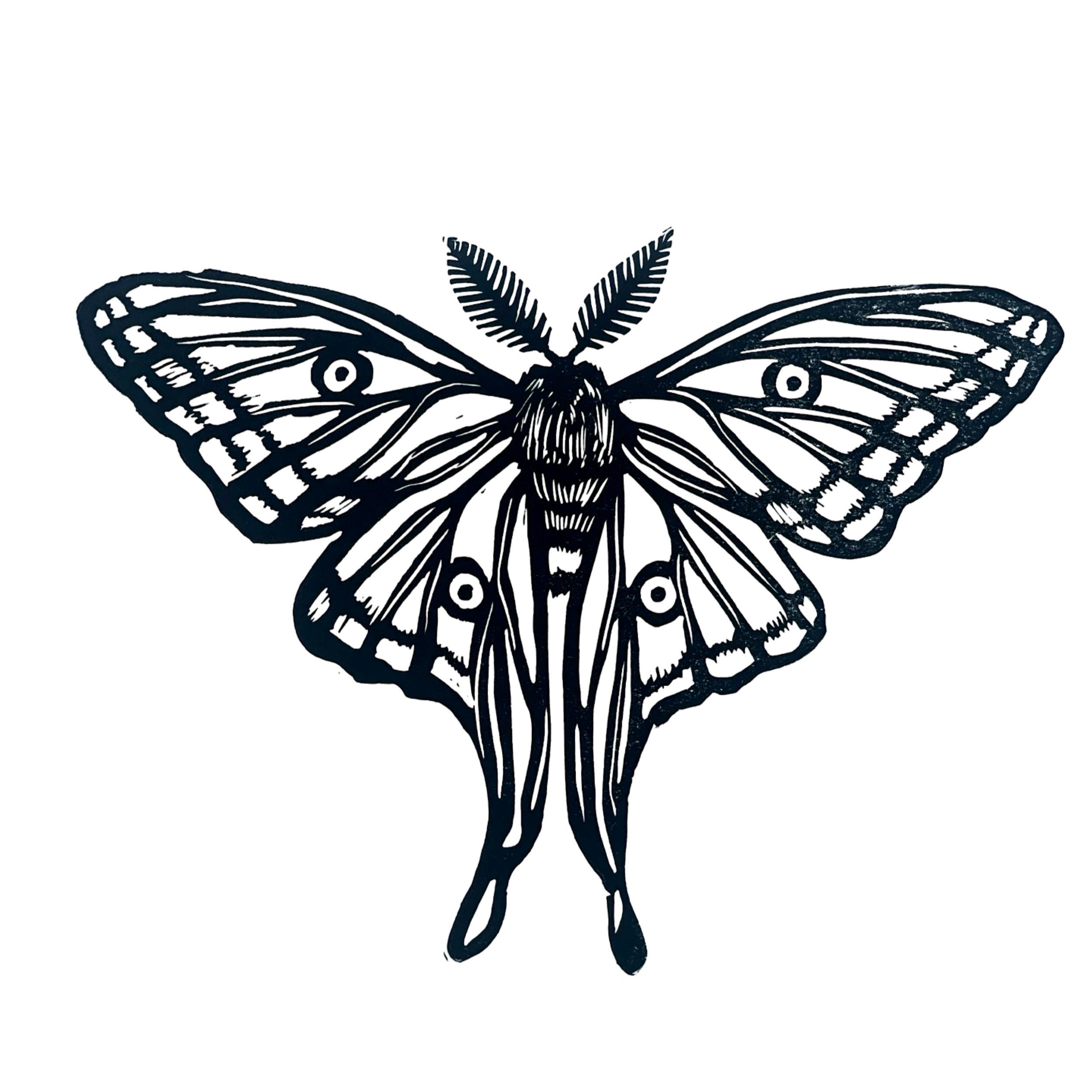Luna Moth