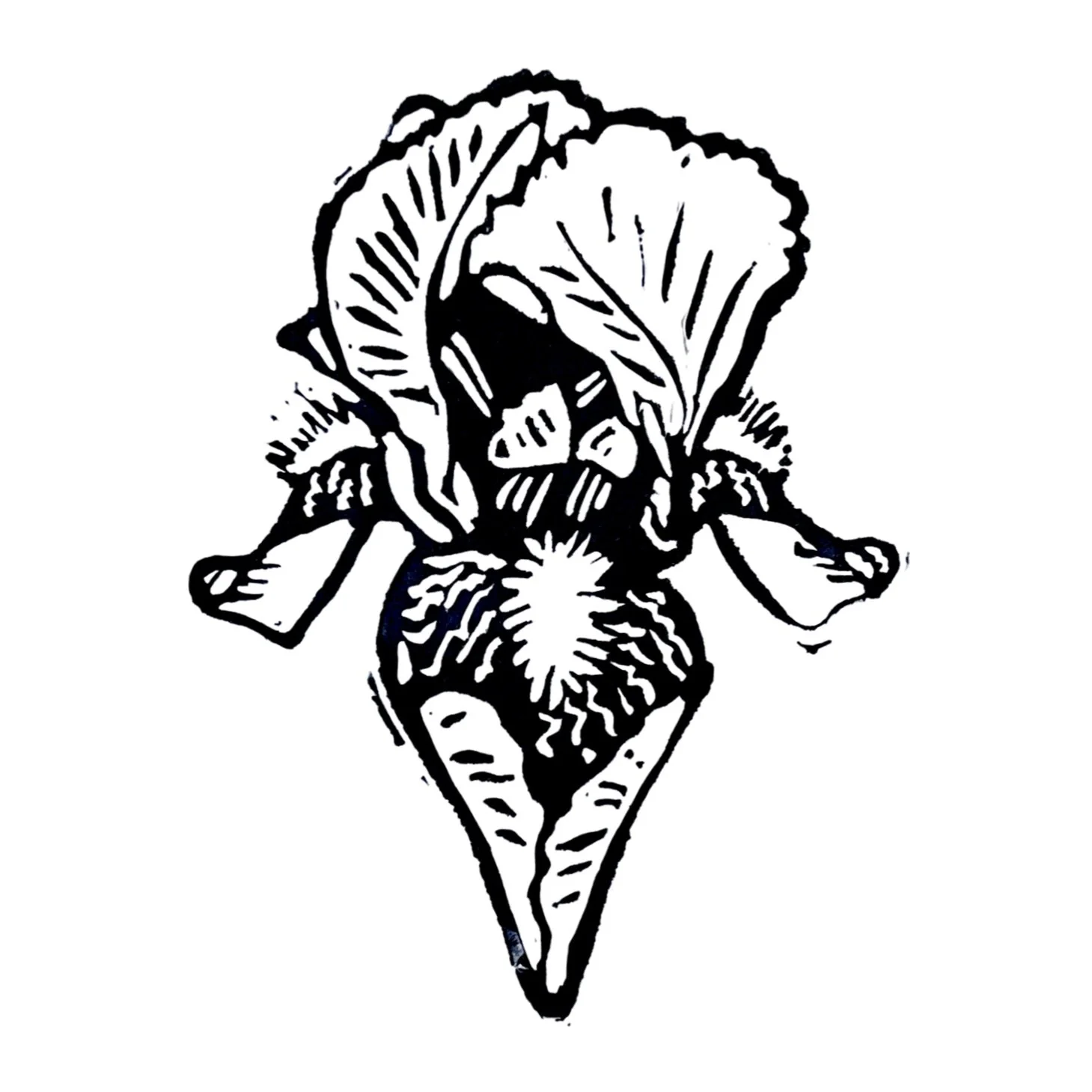 Bearded Iris