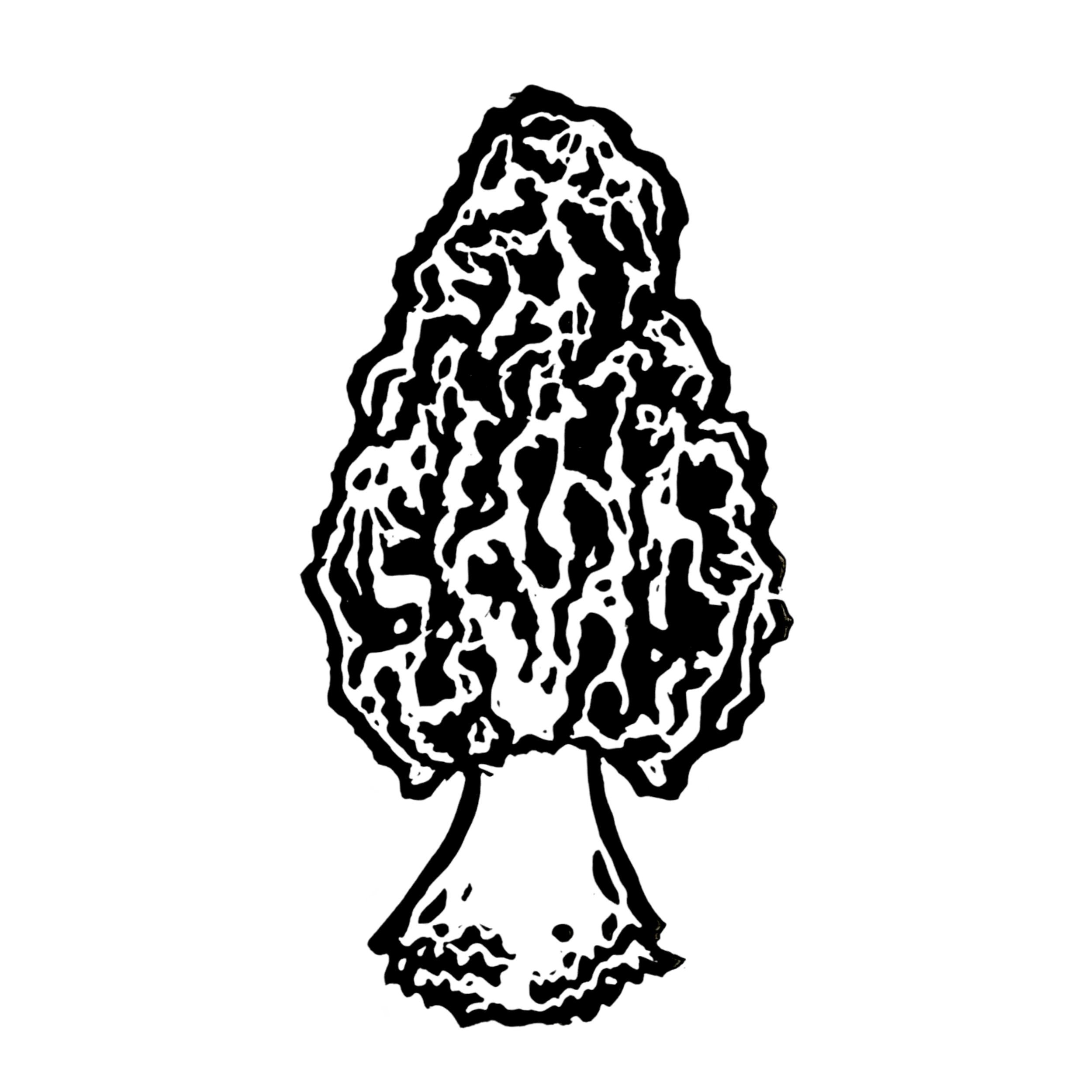 Morel Mushroom