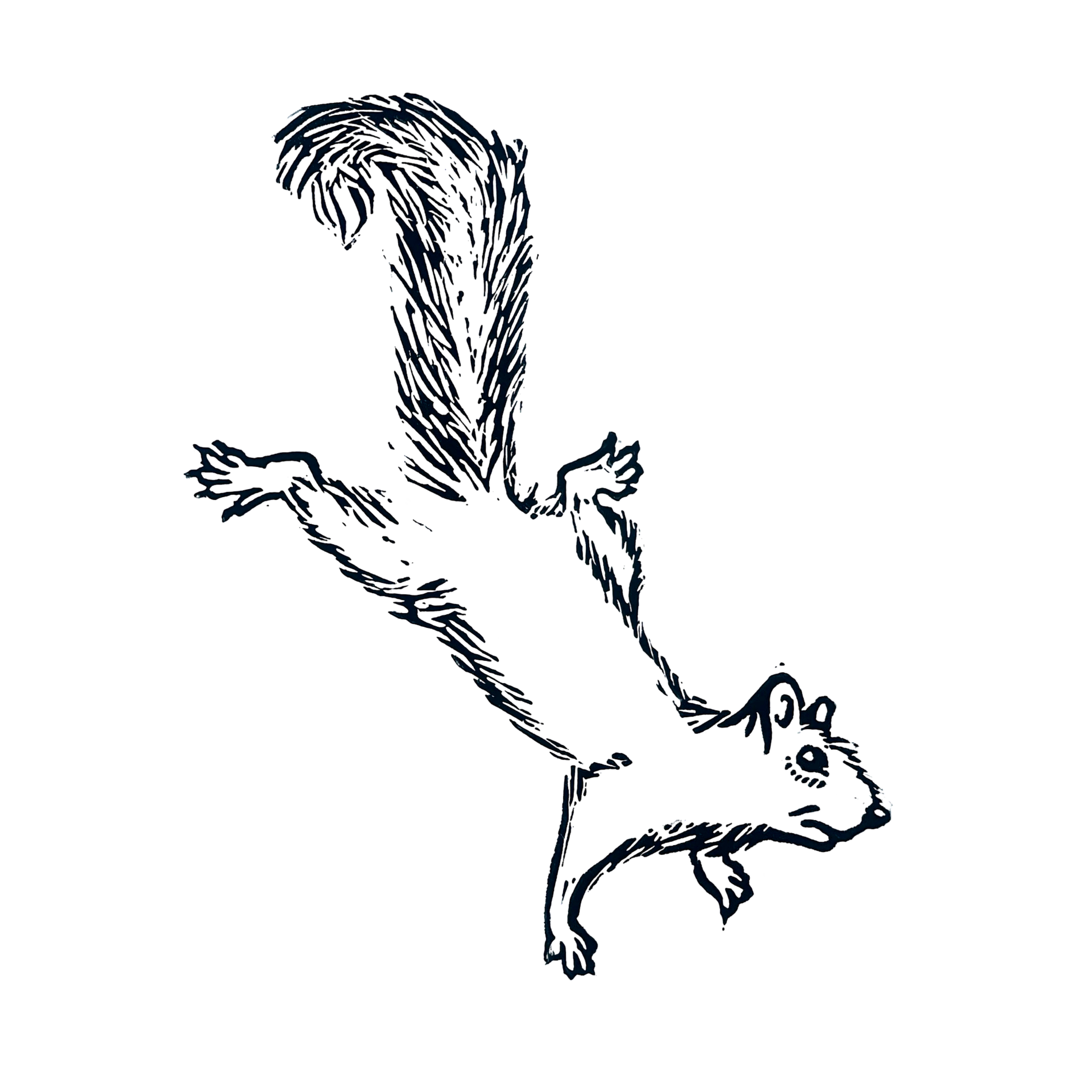 Eastern Grey Squirrel