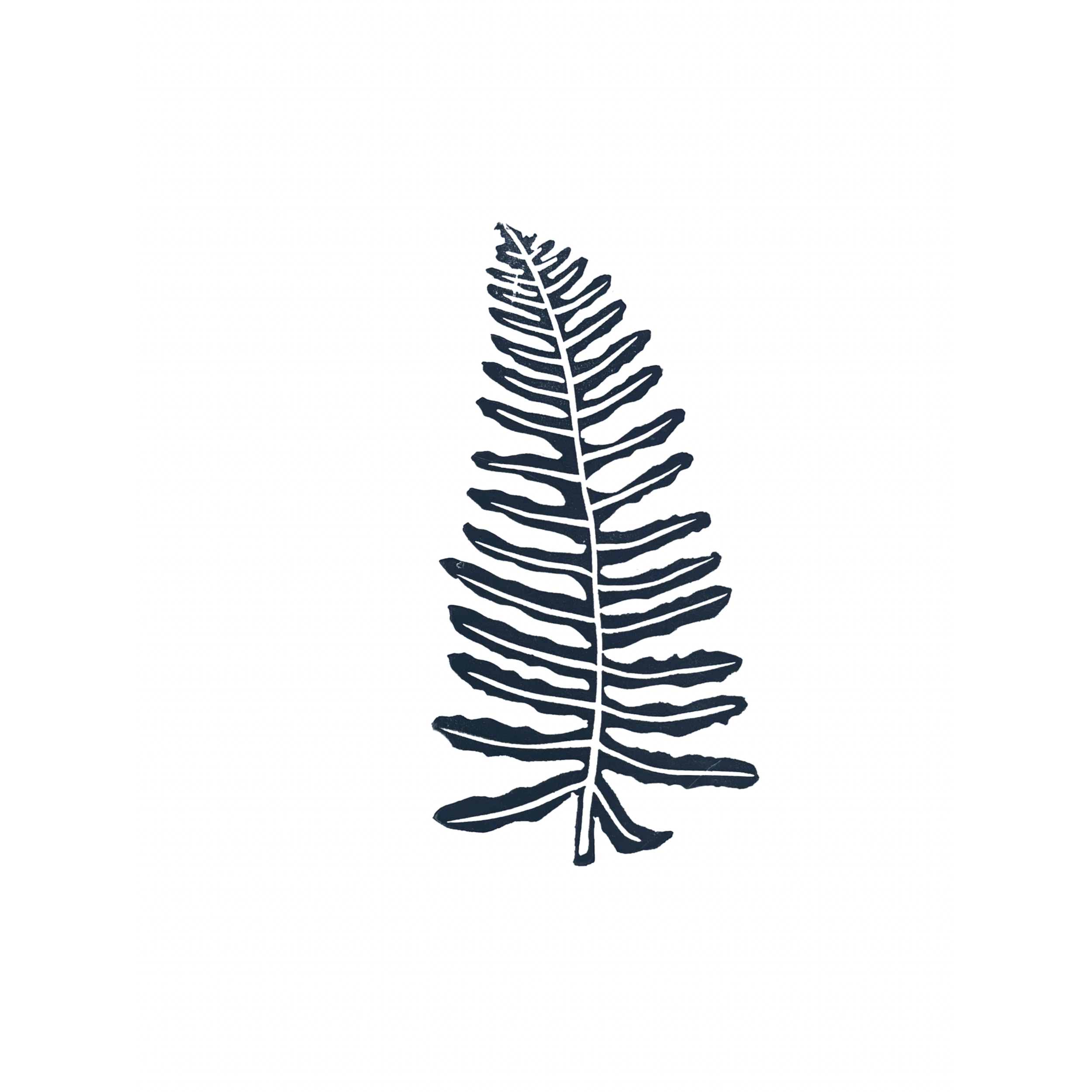 Appalachian Polypody Fern