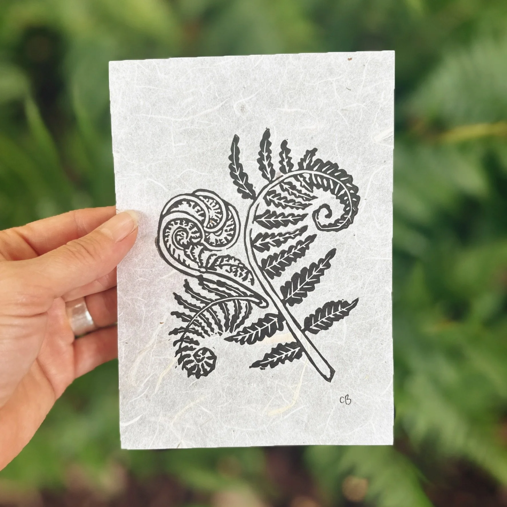 Wood Fern Fiddle Head