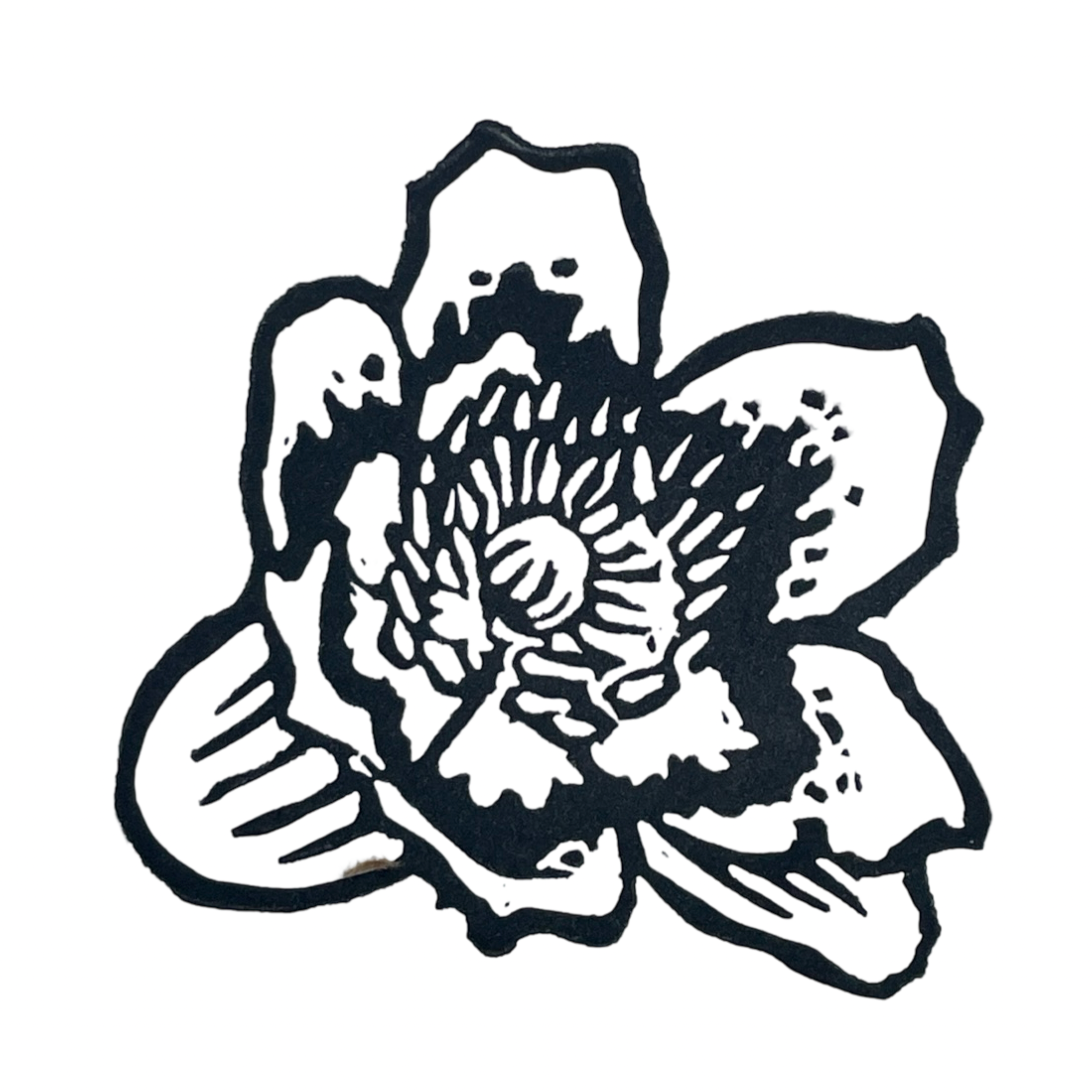 Tulip Poplar Flower