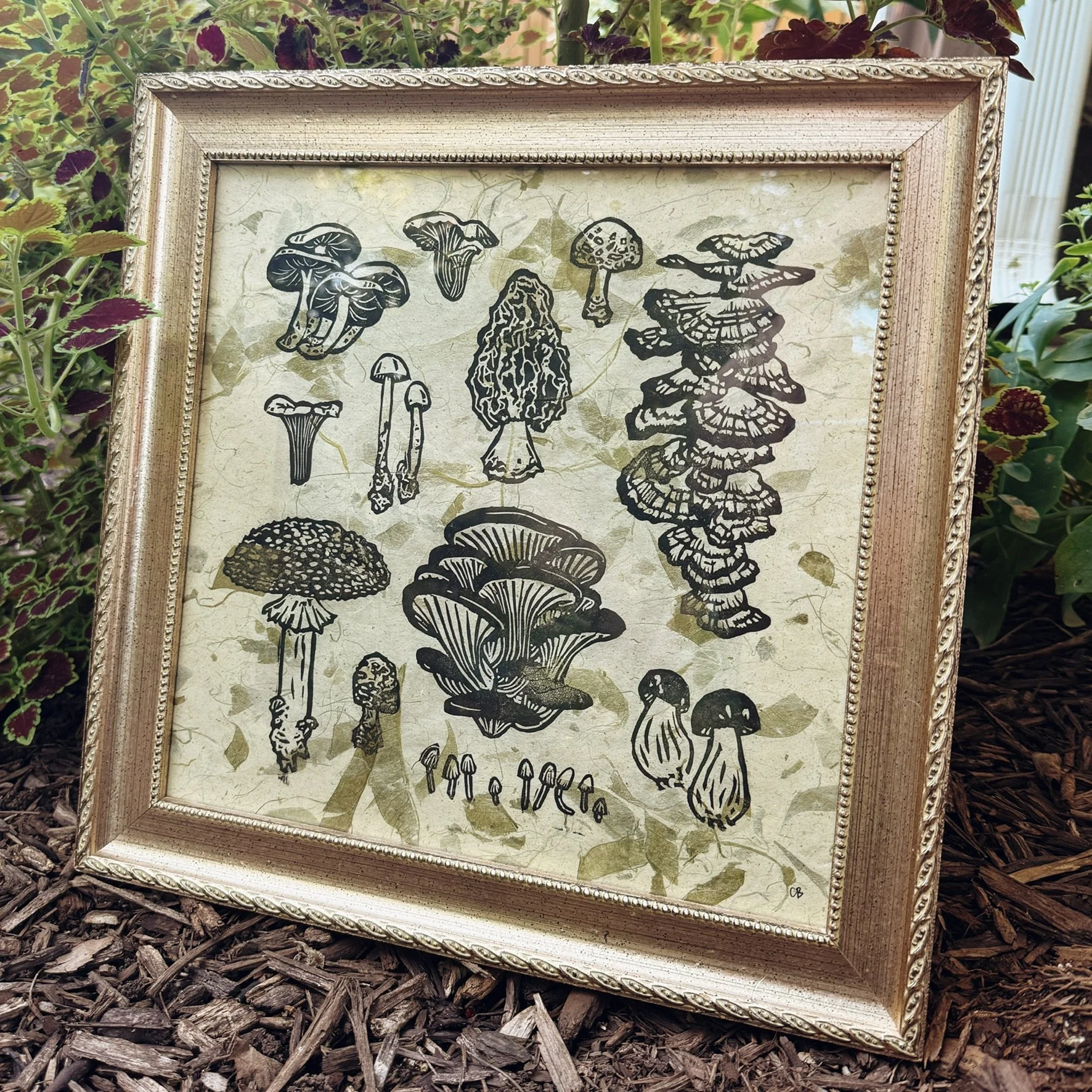 Framed Mushroom Family Portrait