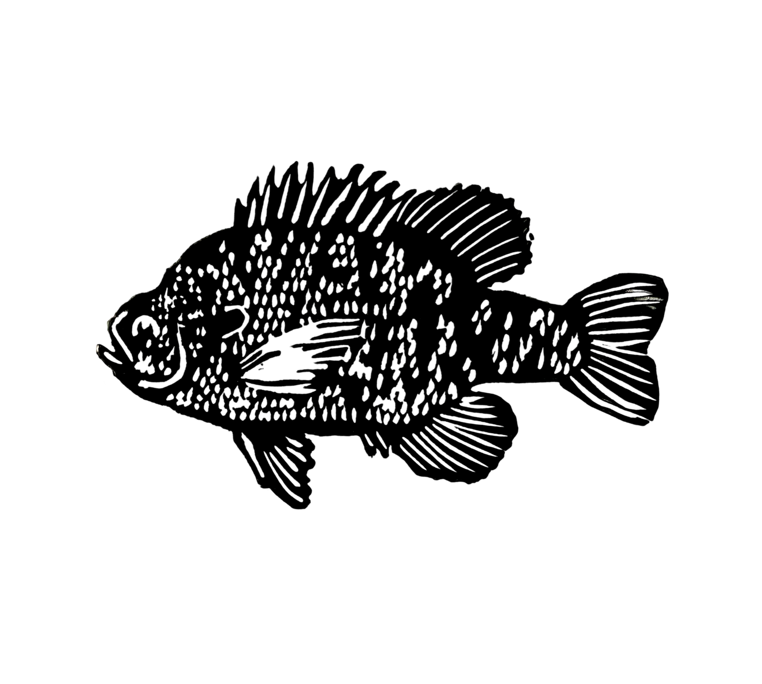 Redear Sunfish