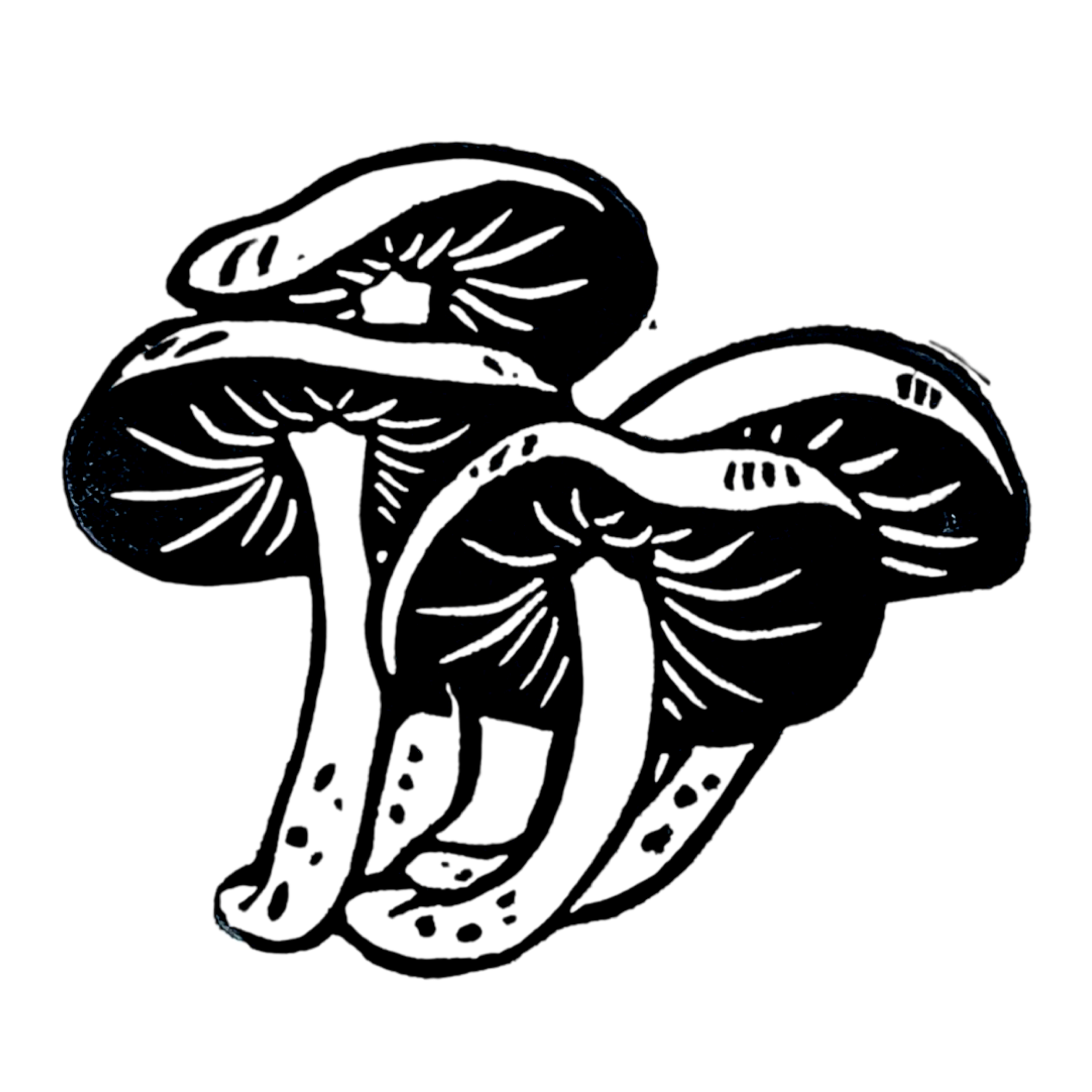 Velvet Shank Mushroom