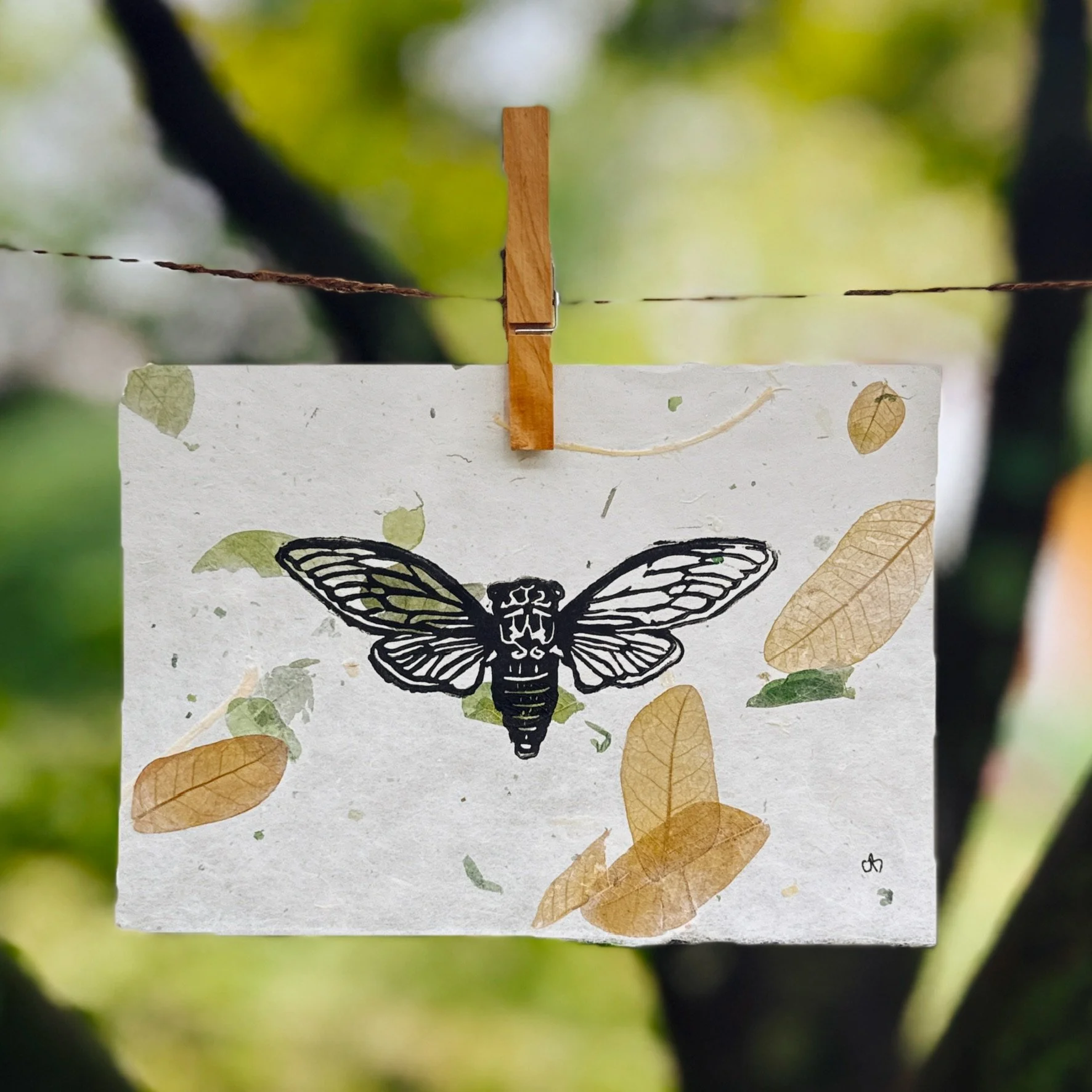Annual Cicada