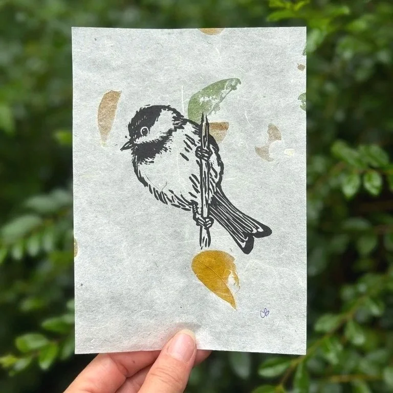 Carolina Chicadee