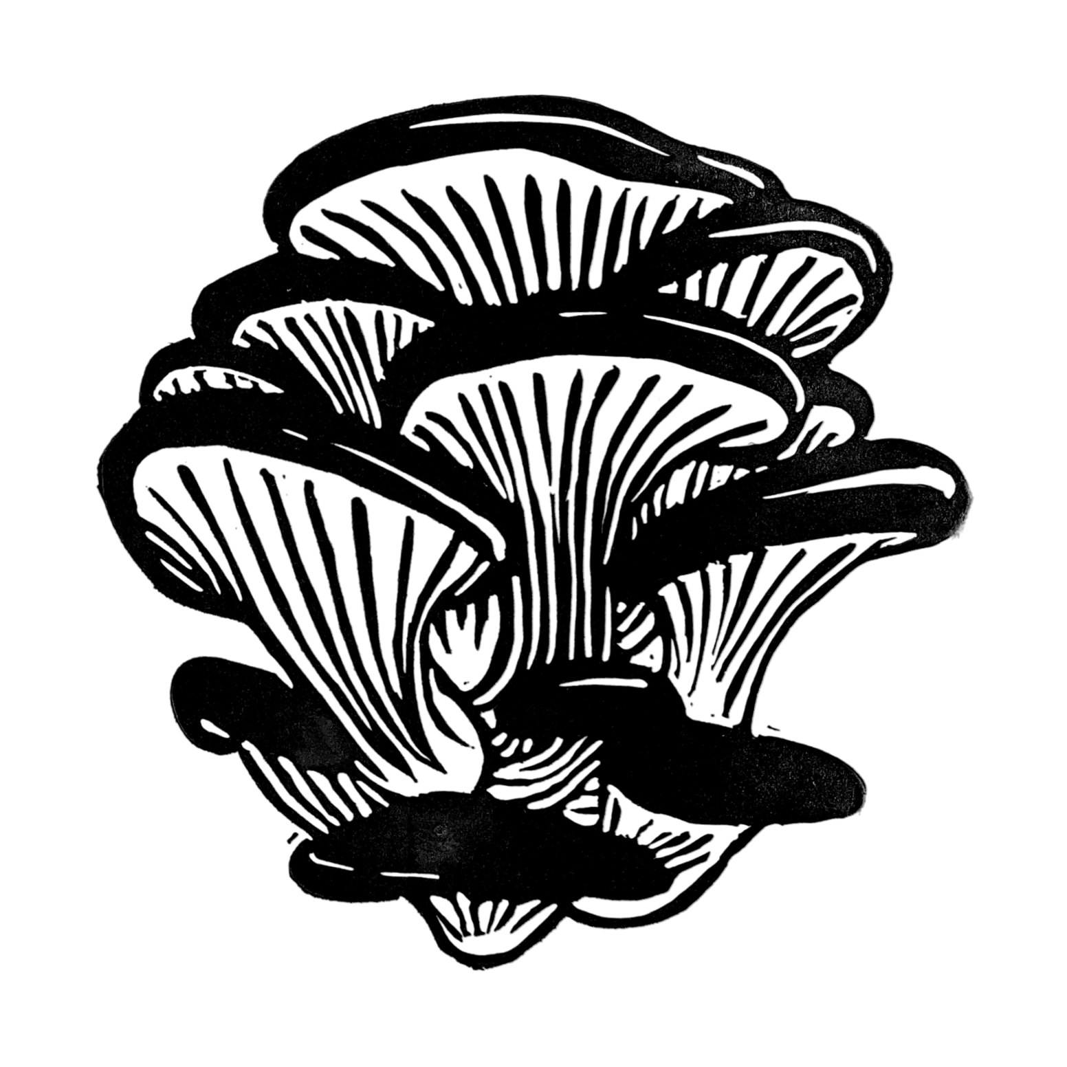 Oyster Mushroom