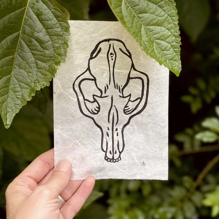 Red Fox Skull