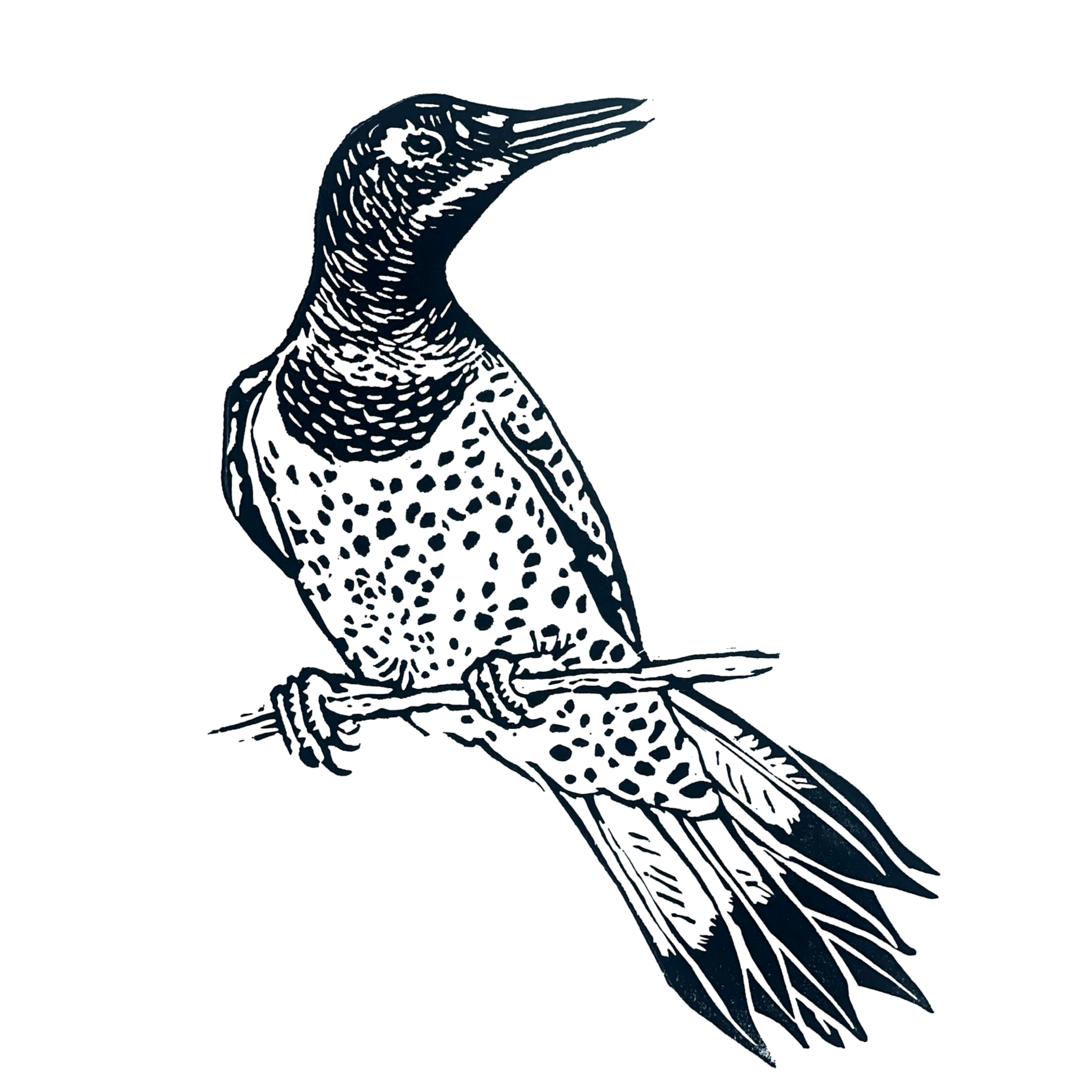 Northern Flicker Woodpecker