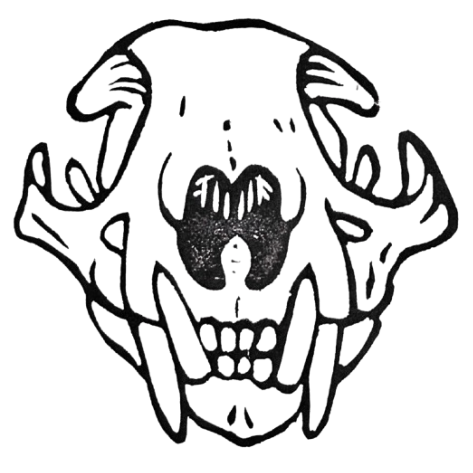 Bobcat Skull