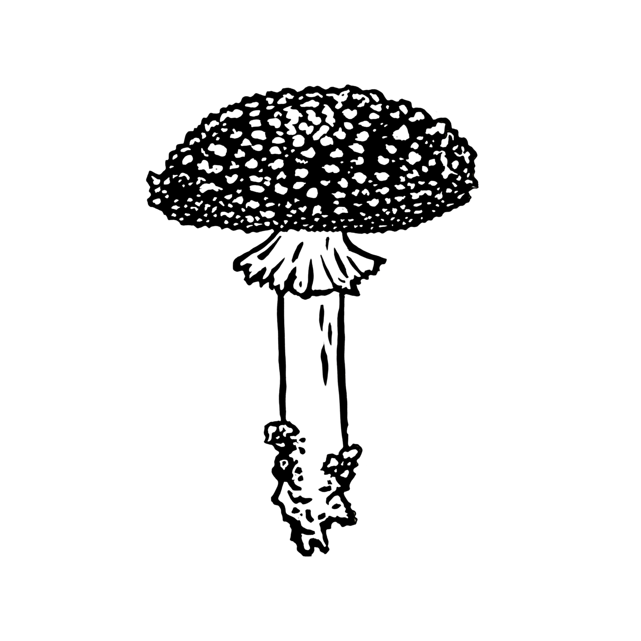 Fly Agaric Mushroom