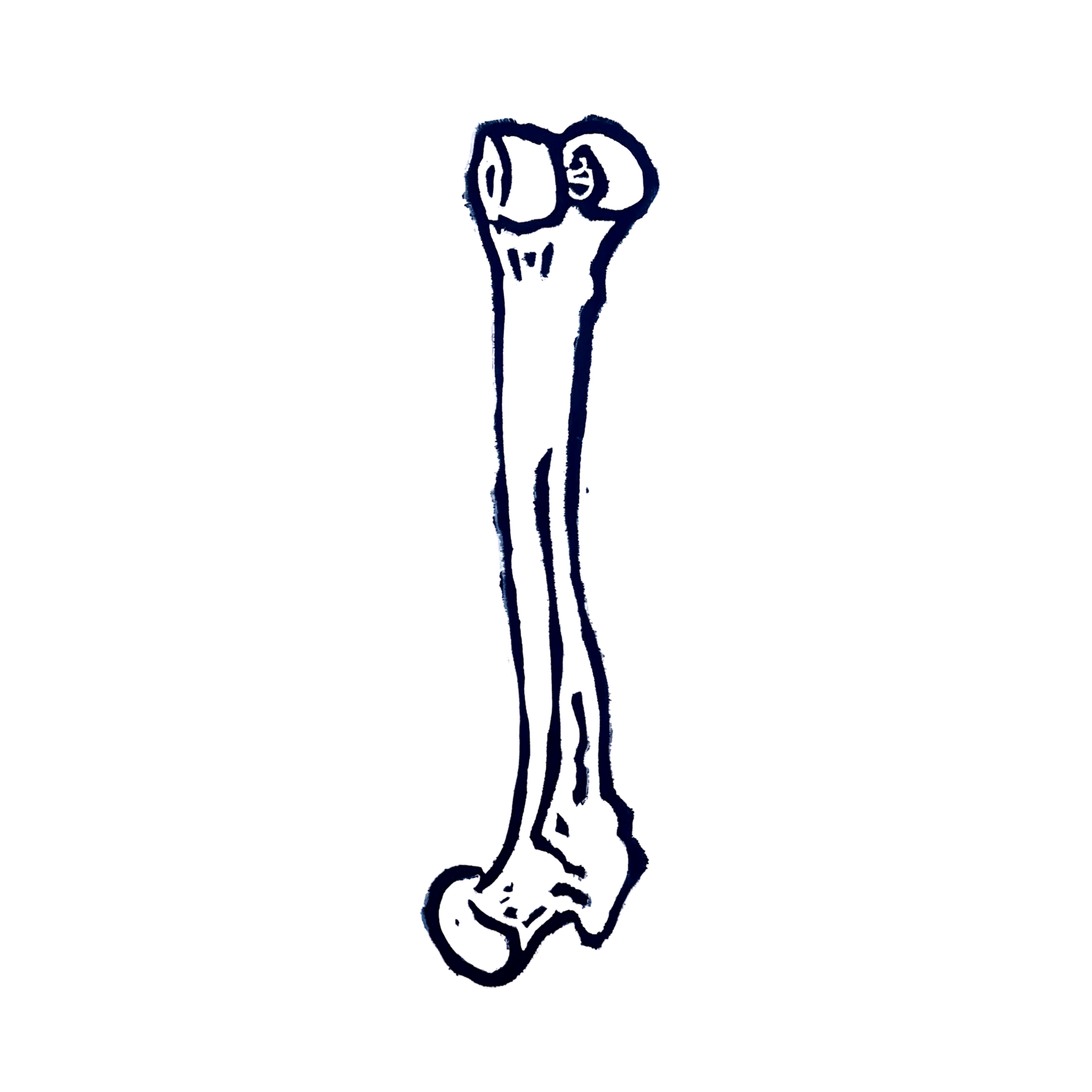 Human Femur