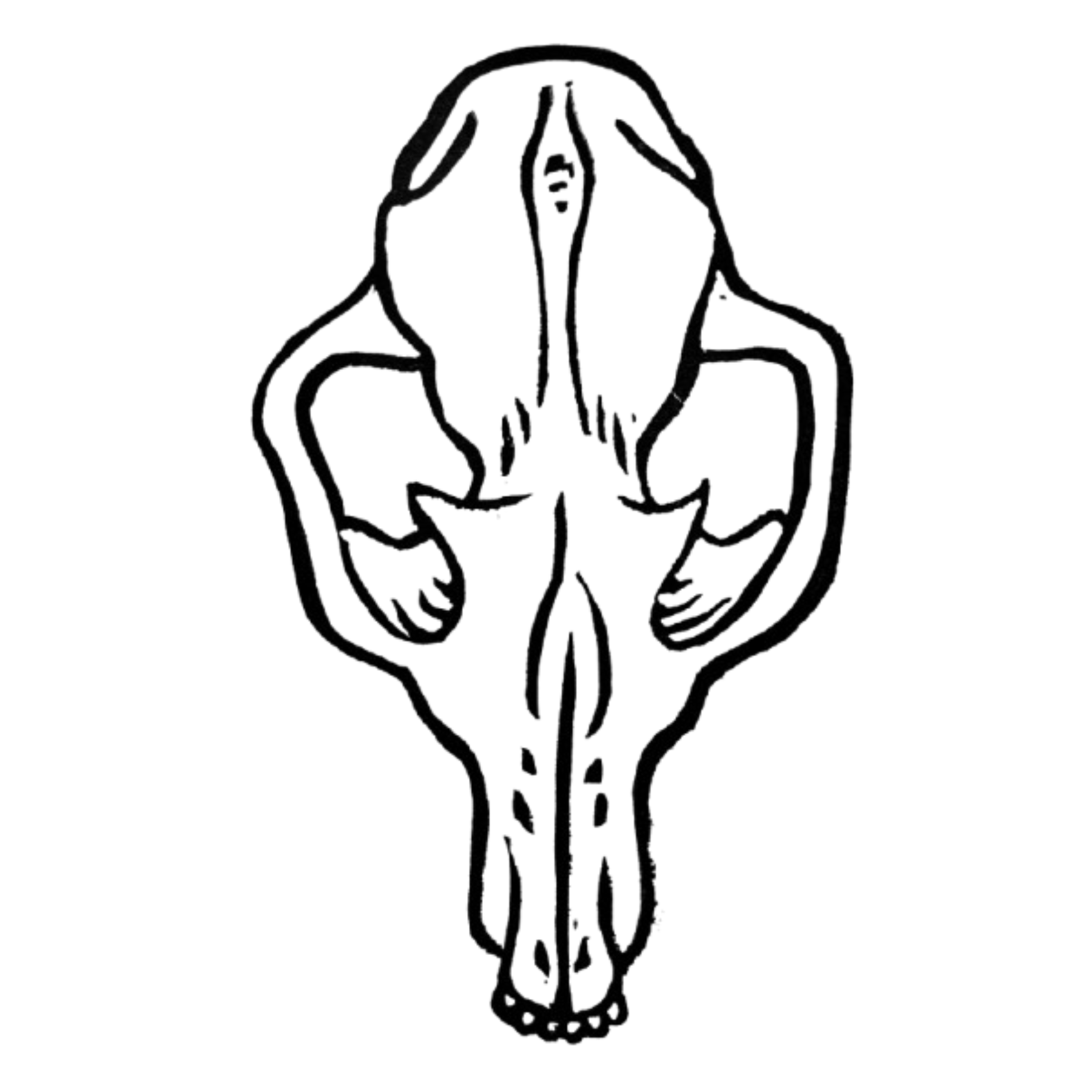 Red Fox Skull
