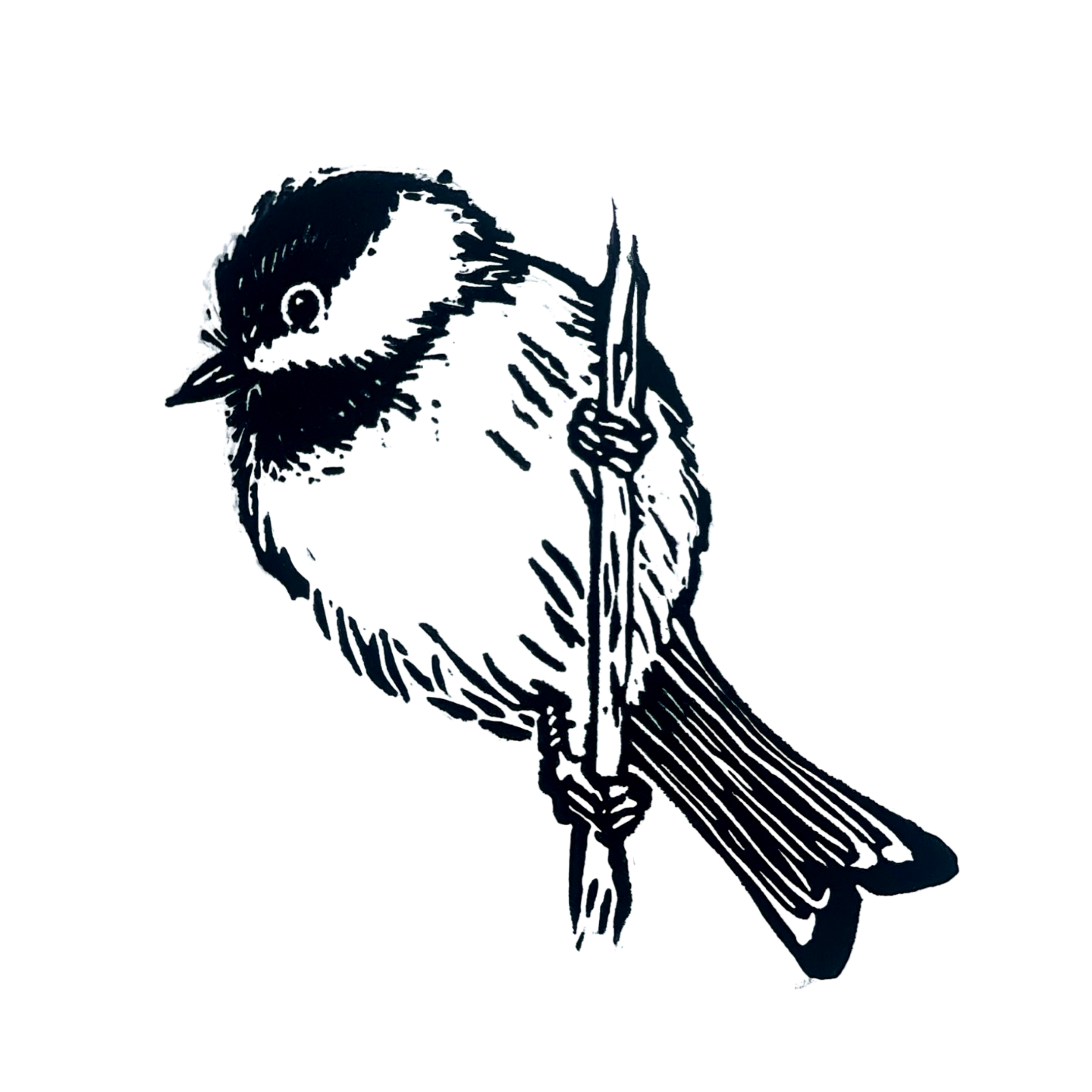 Black Capped Chickadee