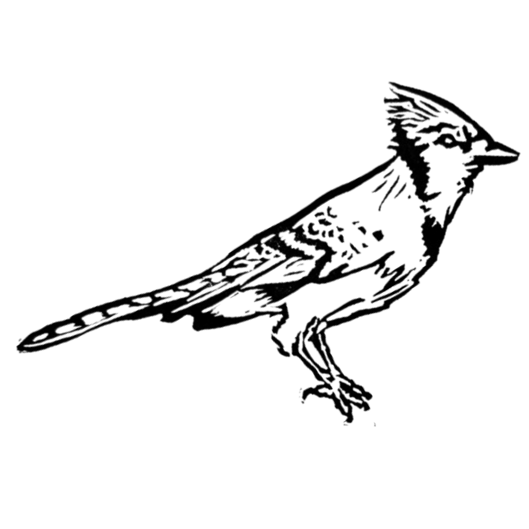 Blue Jay
