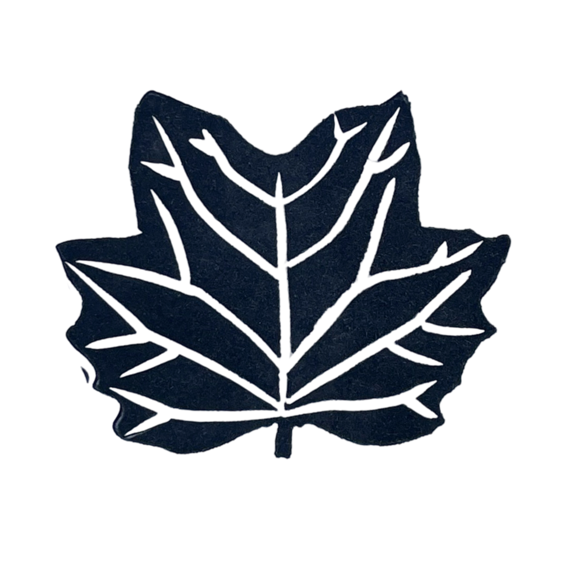 Tulip Poplar Leaf