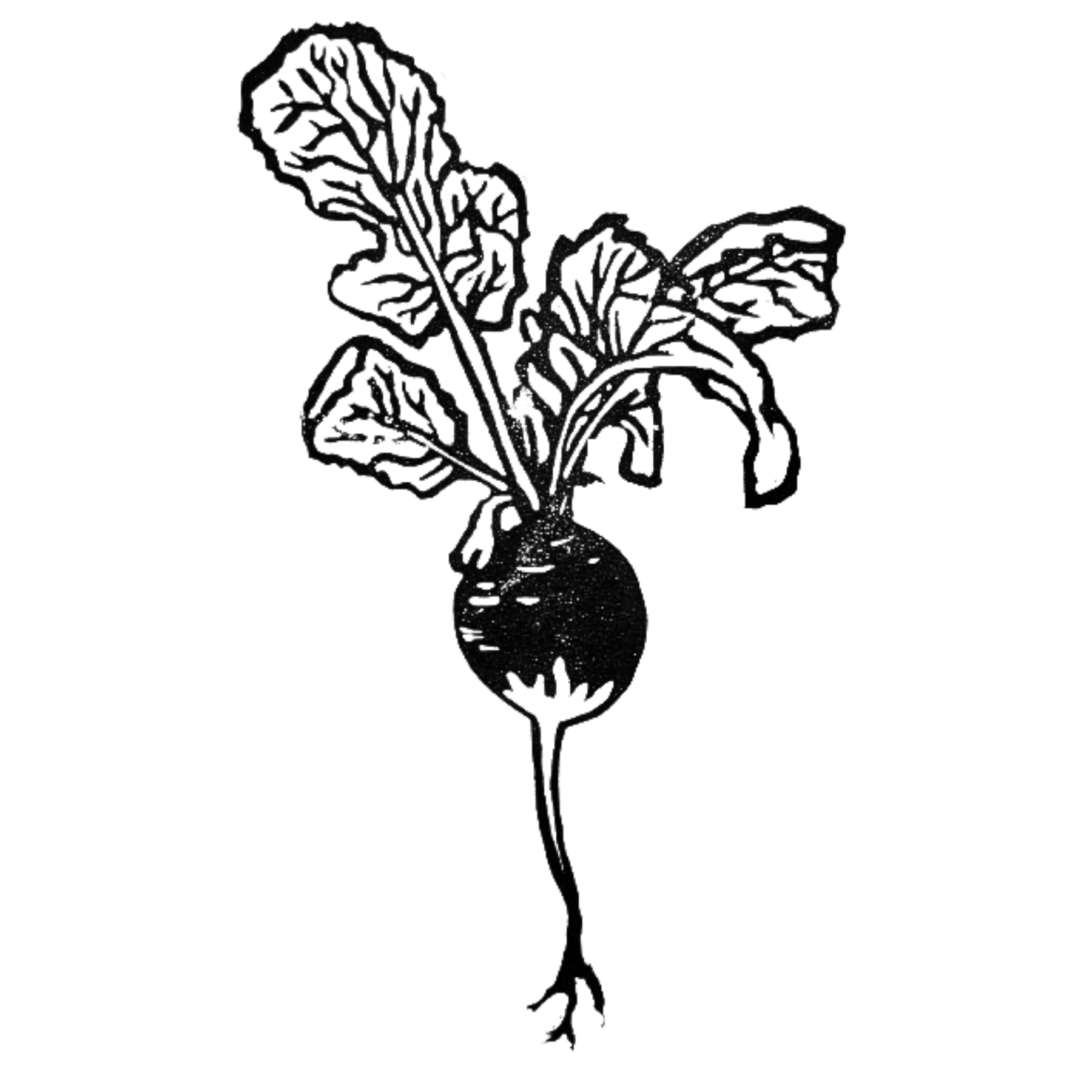 Cherry Bell Radish
